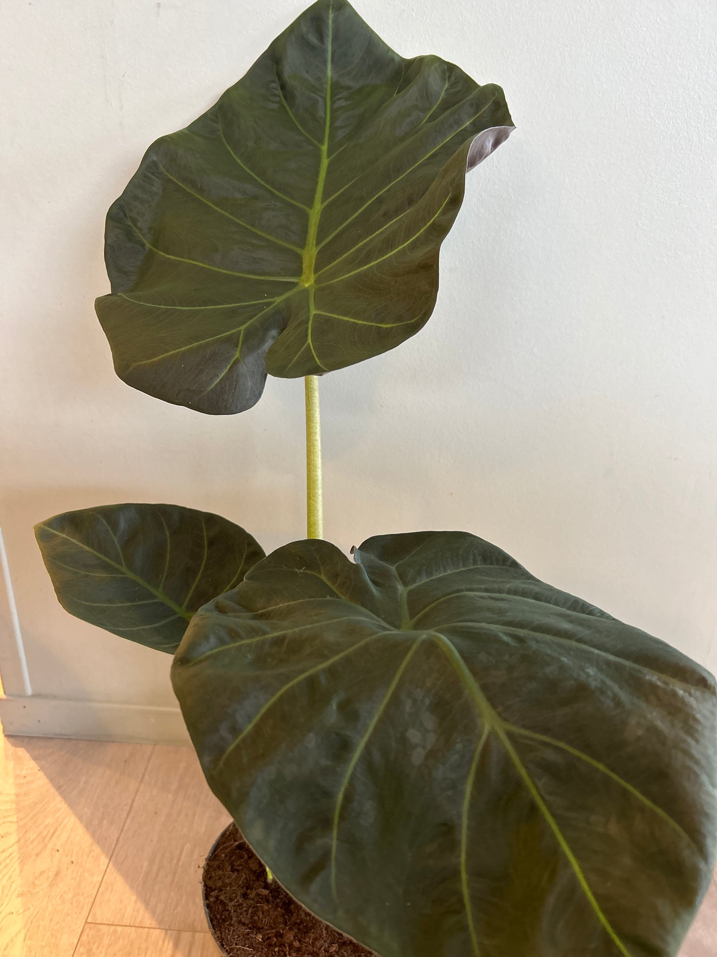 Alocasia 'Regal Shields'