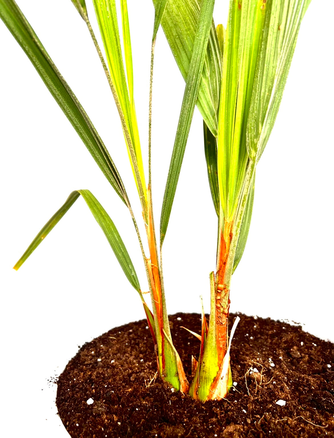 Butia Capitata 12L (Dobbel)