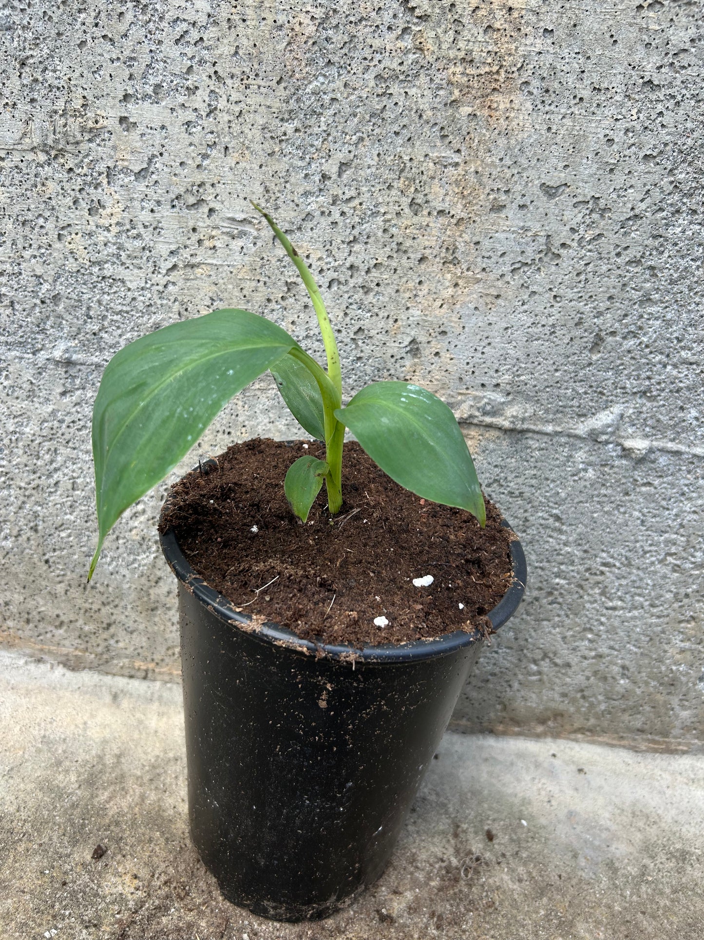 Musa laterita