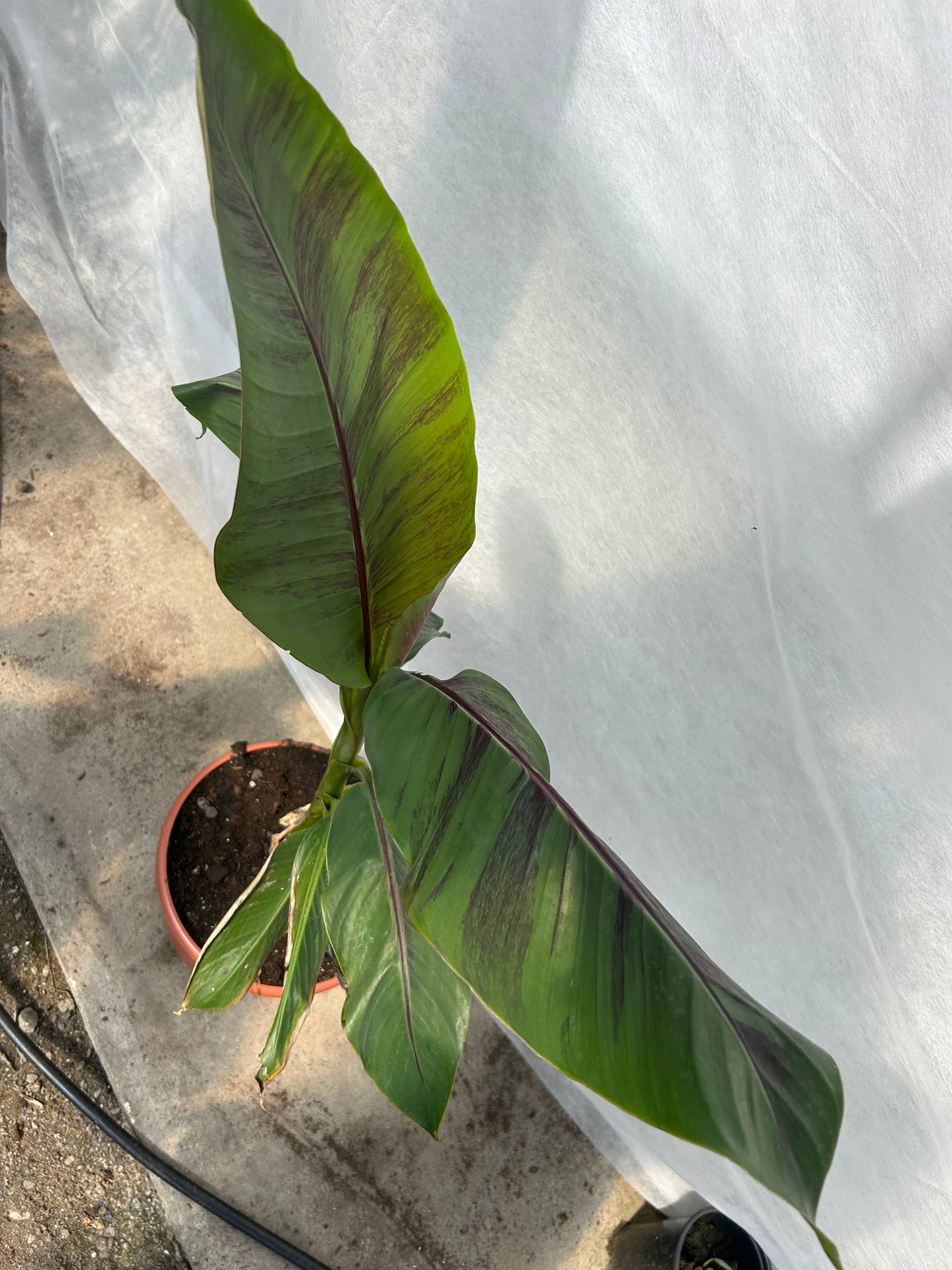 Musa Sikkimensis Red Tiger