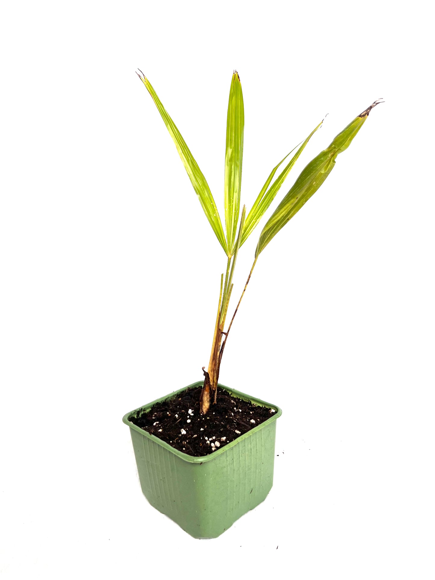 Trachycarpus Naini Tal x Wagnerianus 1.5L