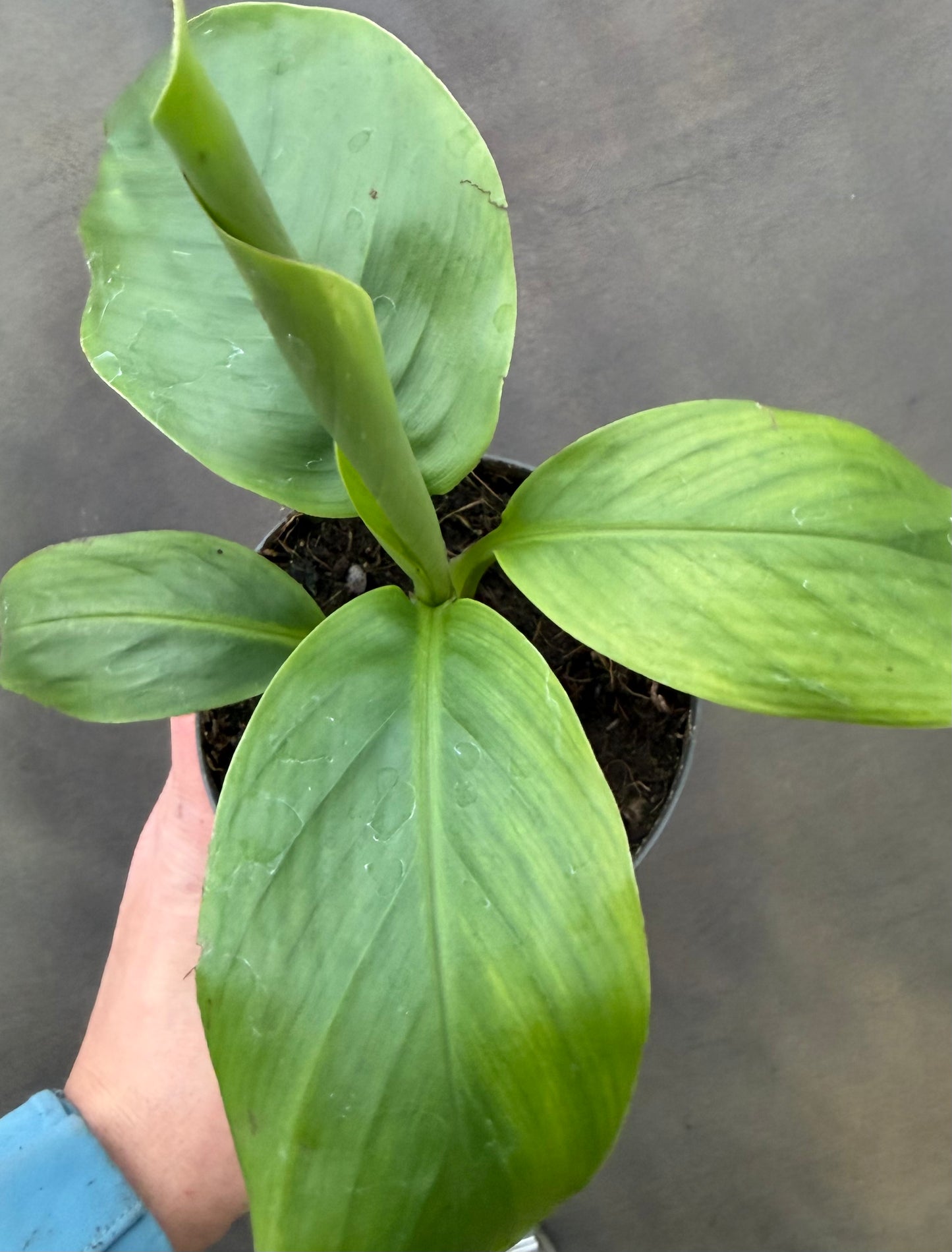 Musa Velutina