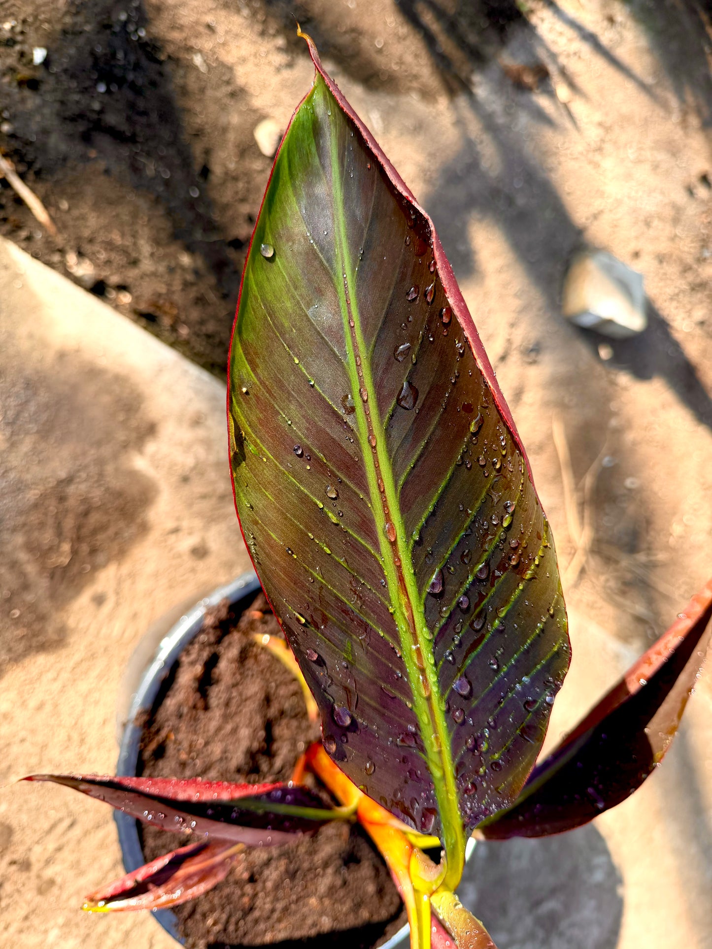 Musa Siam Ruby