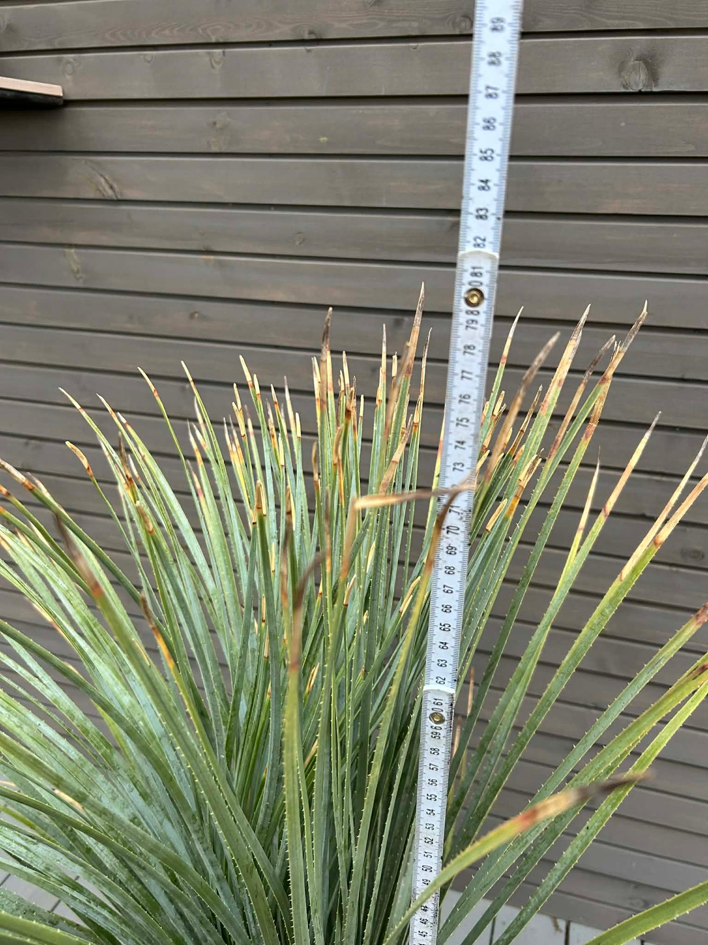 Dasylirion serratifolium