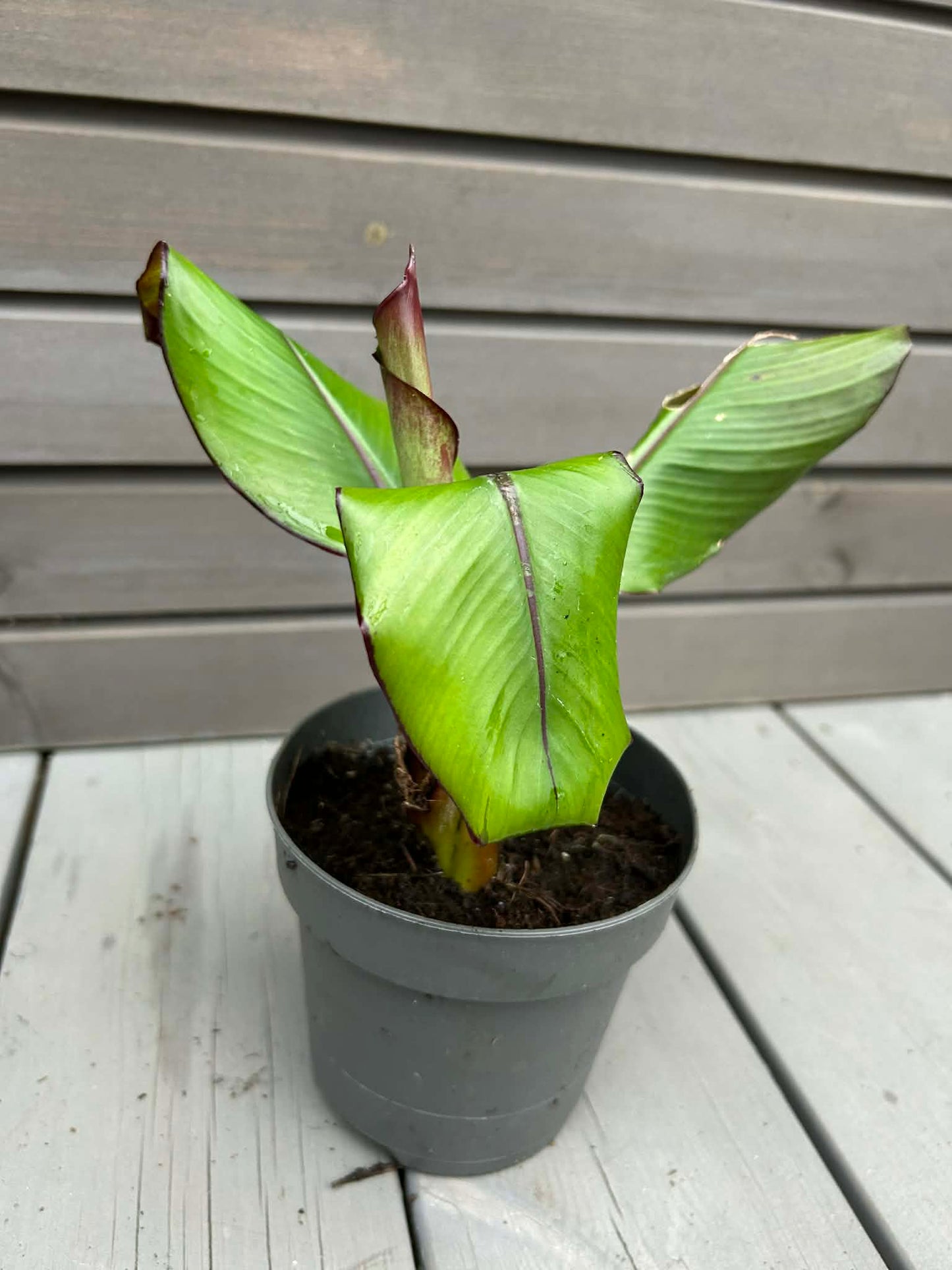 Ensete ventricosum maurelii