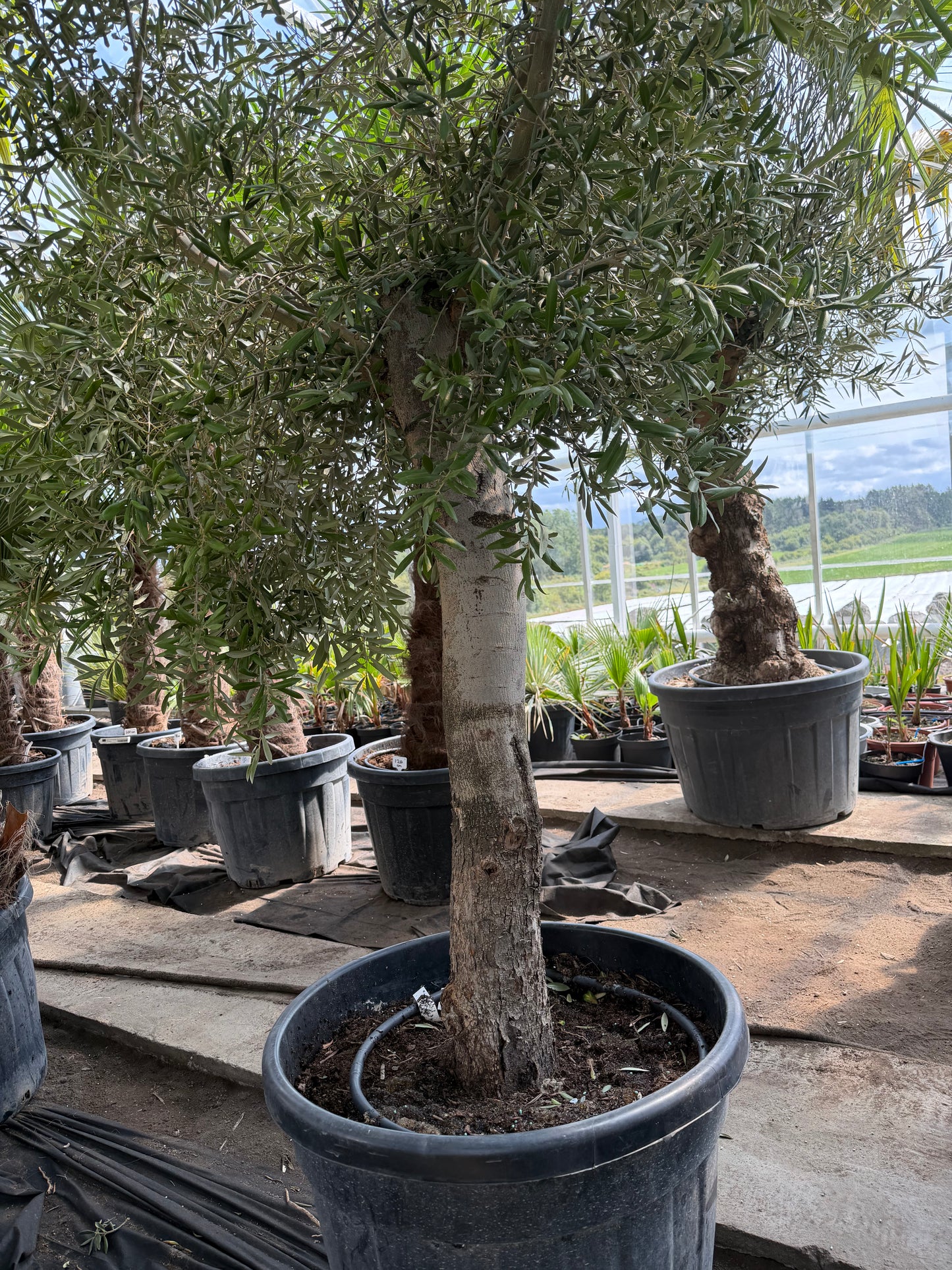 Olea Europea ekstra høy