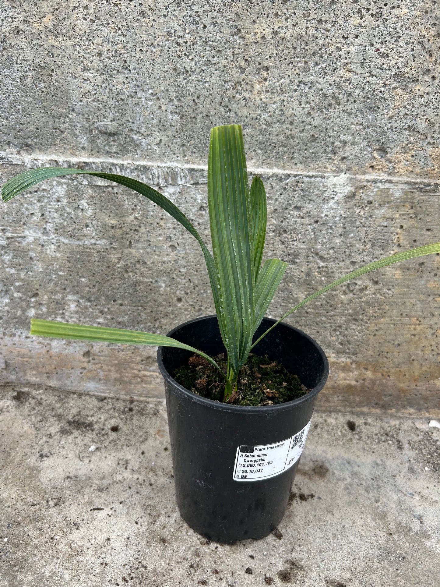 Sabal Minor