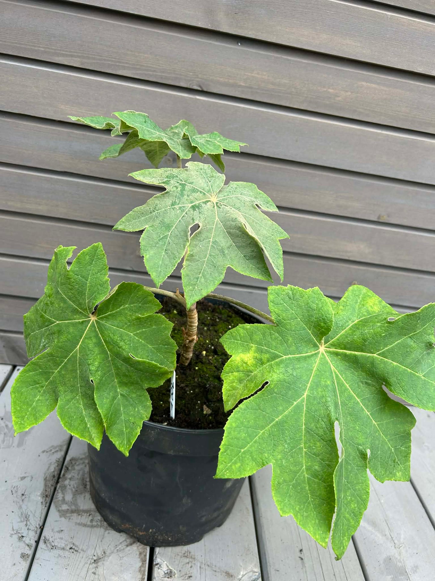 Tetrapanax papyrifer 'Rex'