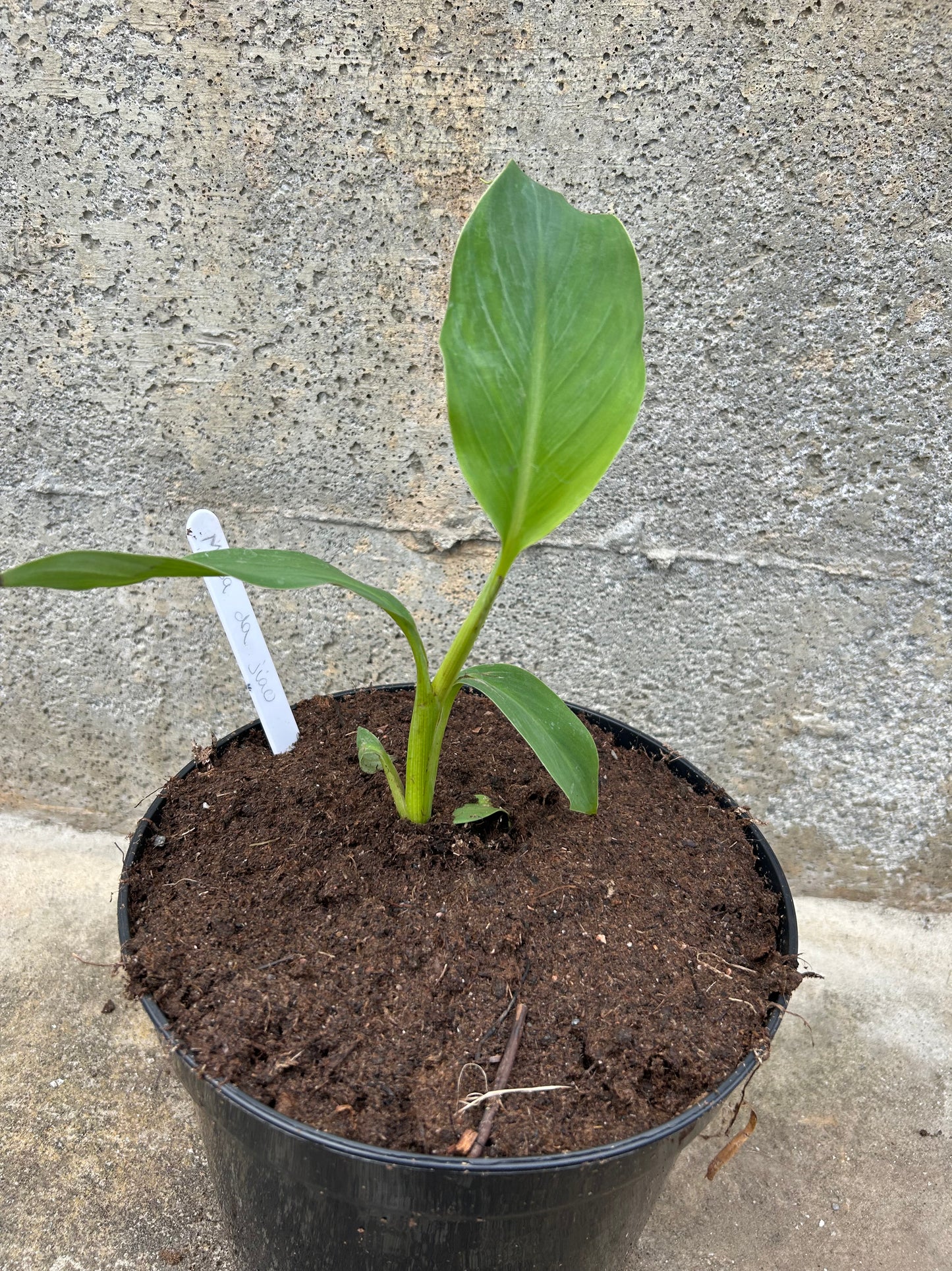 Musa da jiao