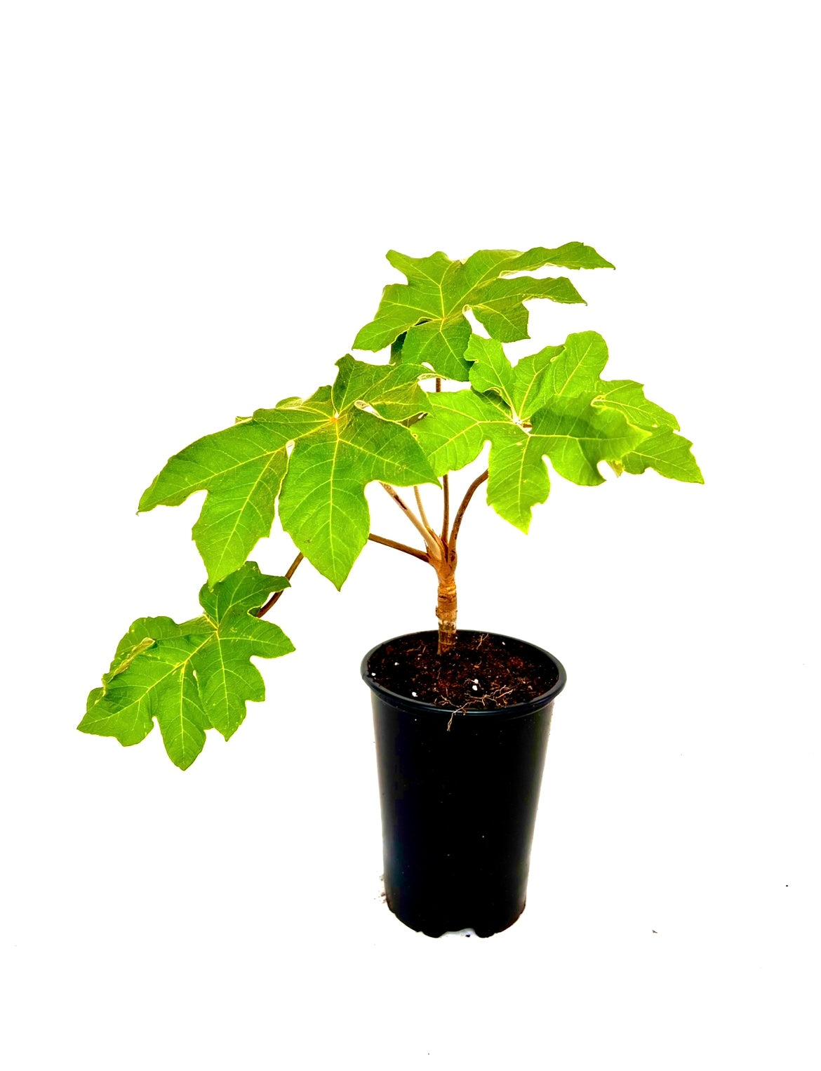 Tetrapanax papyrifer 'Rex'