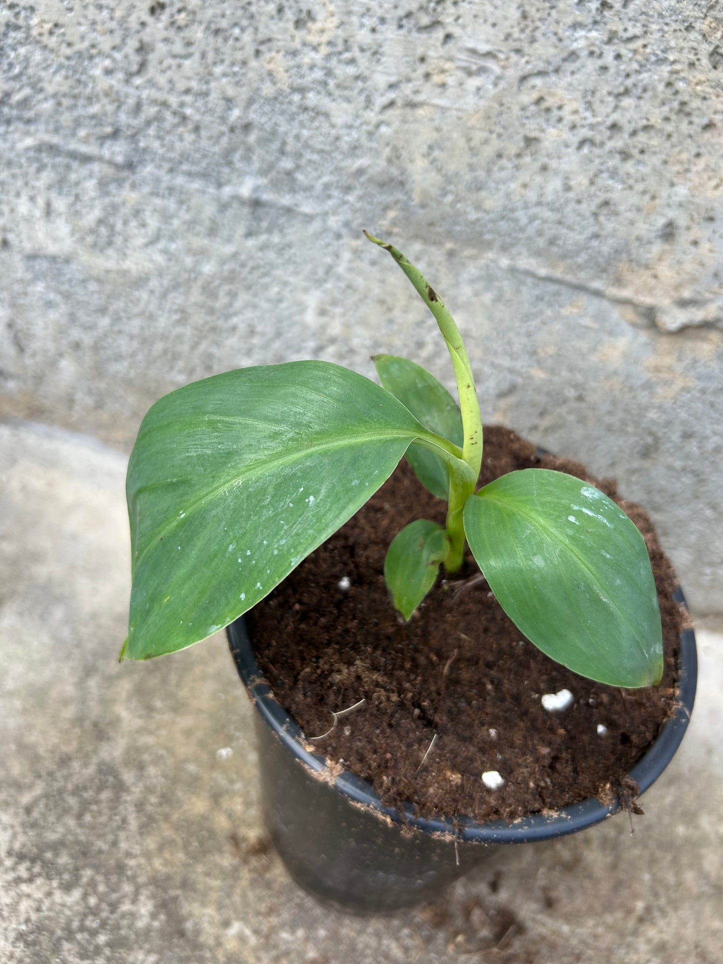 Musa laterita