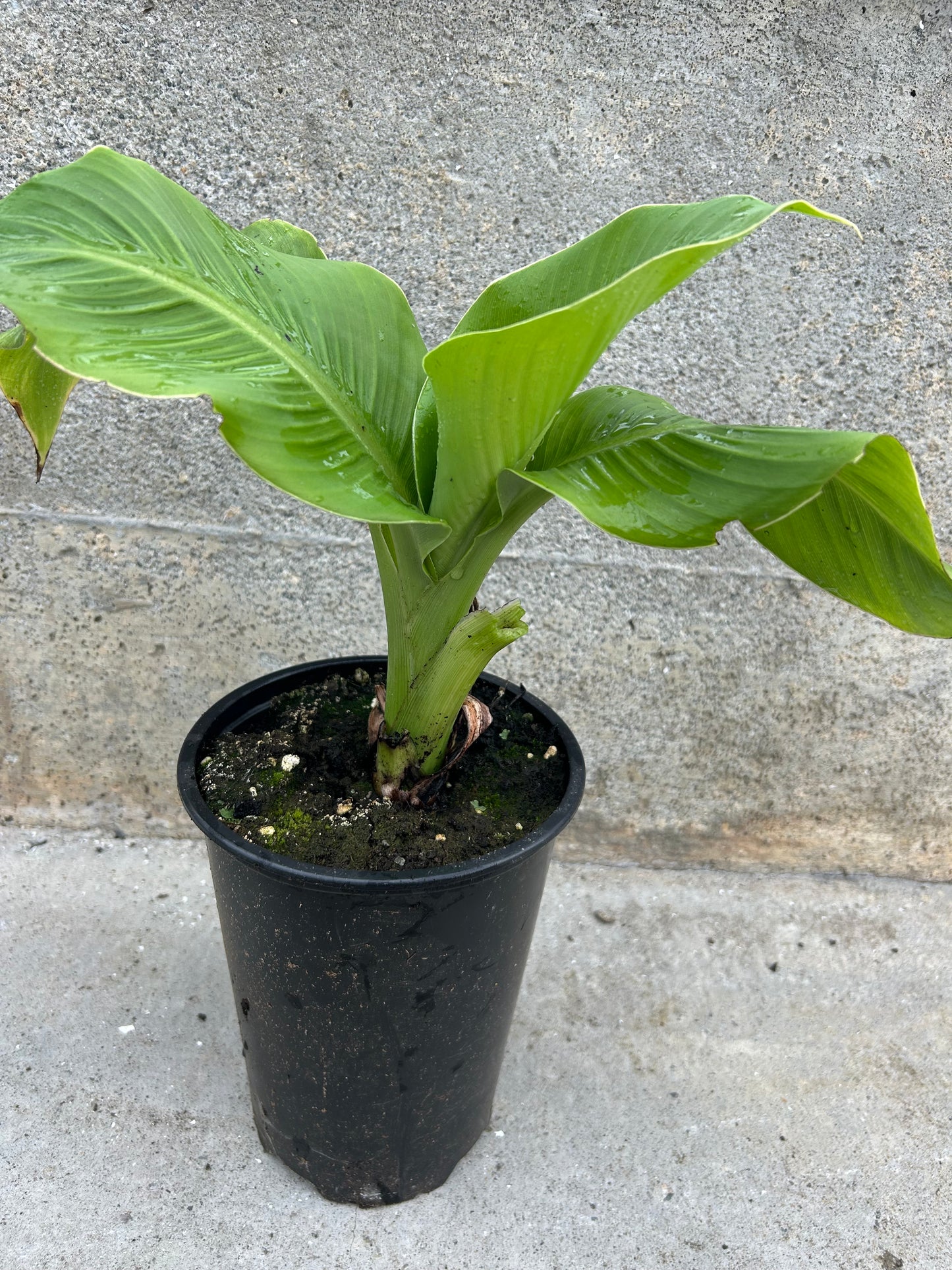 Ensete ventricosum