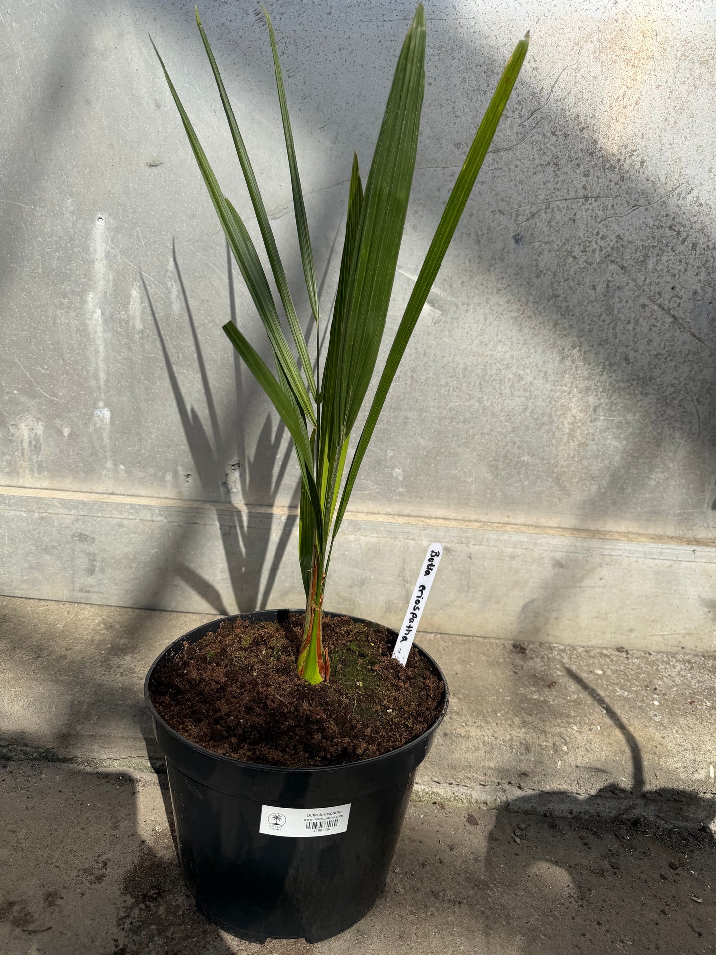 Butia Eriospatha