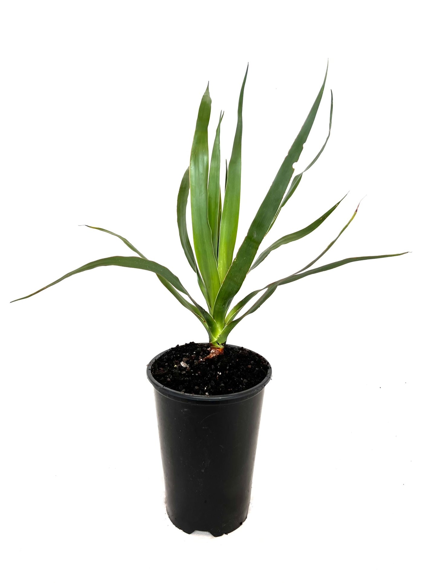 Dracaena Draco