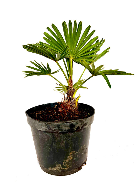 Trachycarpus Wagnerianus 5L