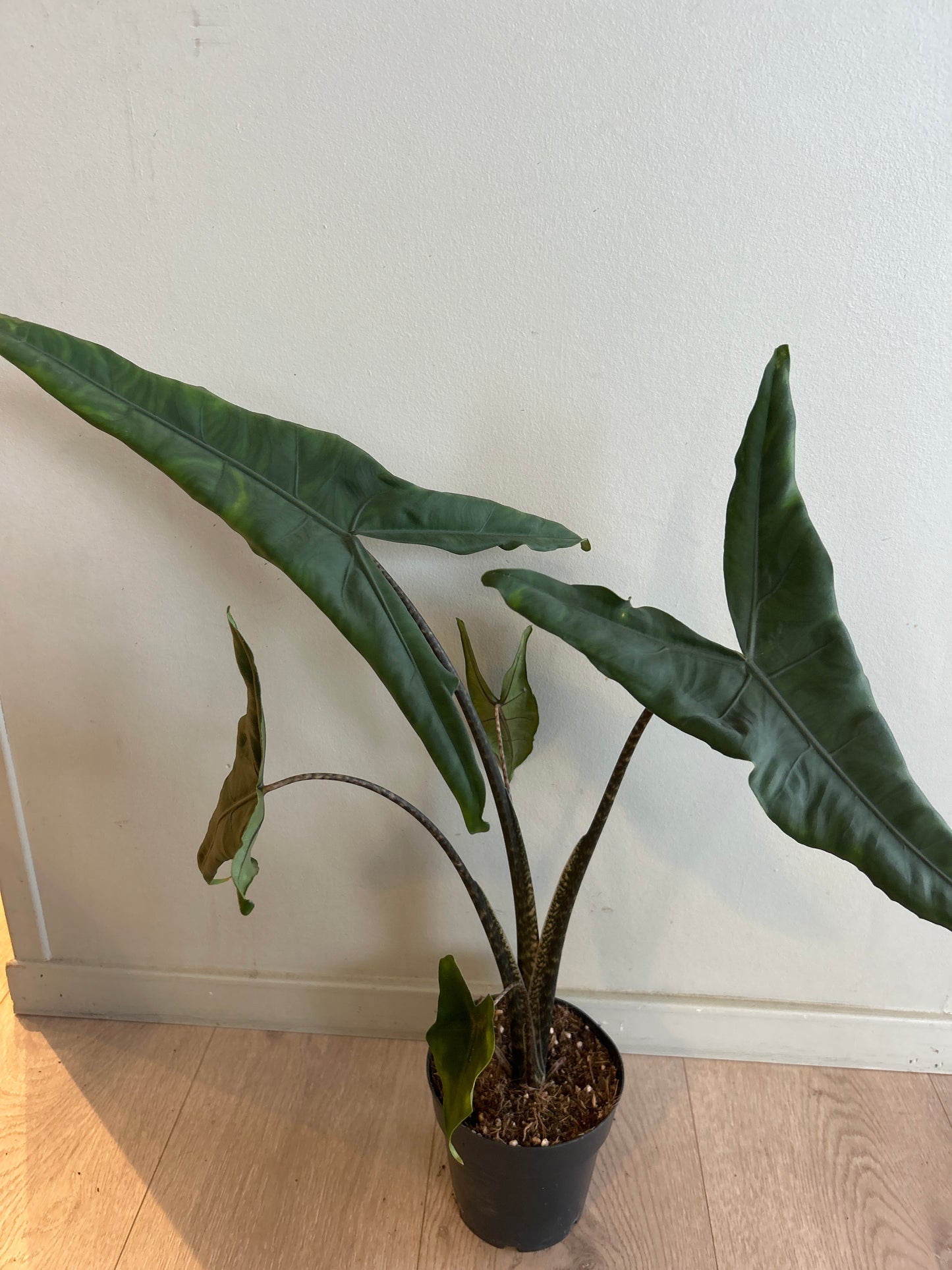Alocasia zebrina 'Tigrina Superba'