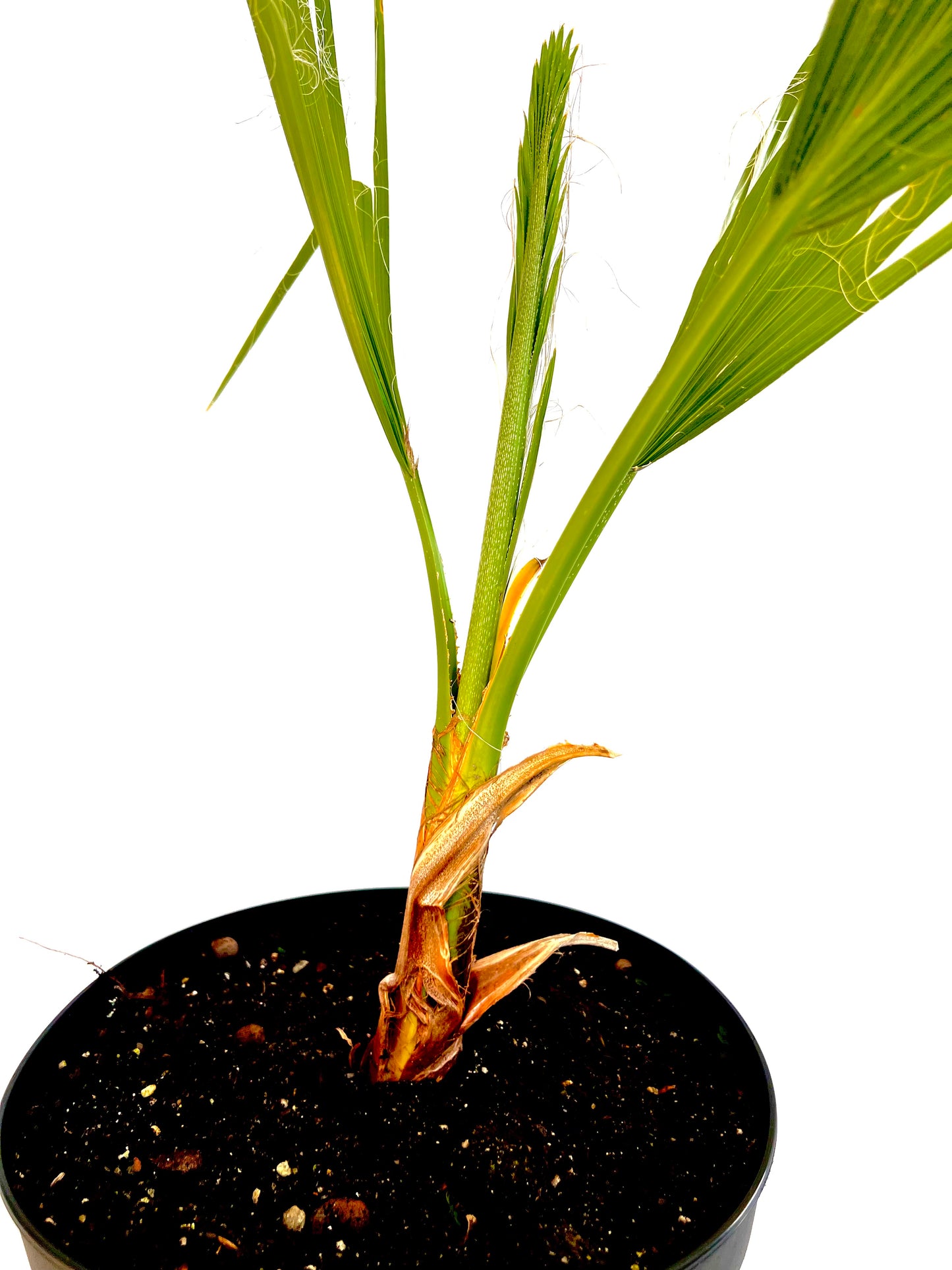 Washingtonia Robusta 5L