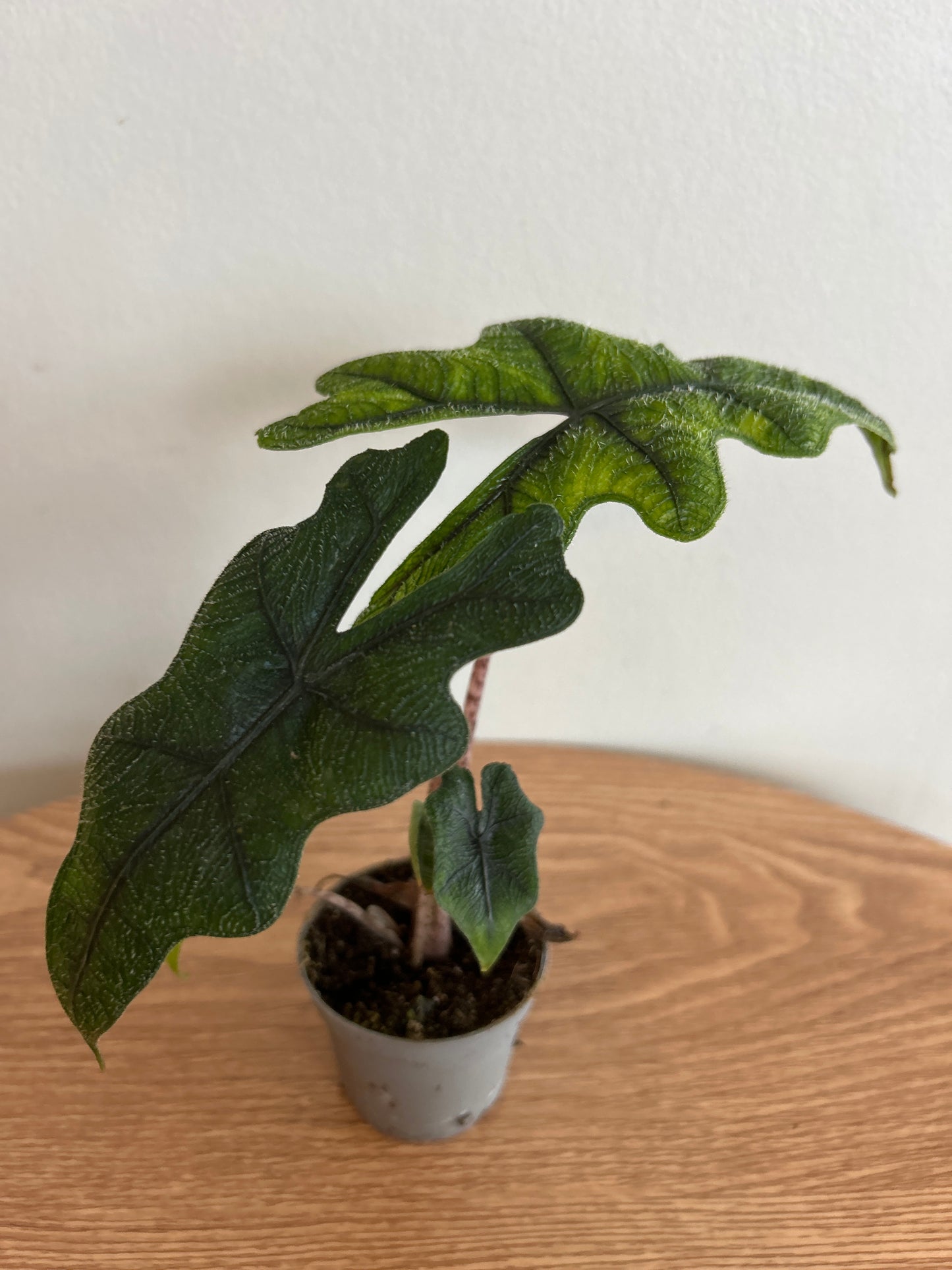 Alocasia 'Jacklyn'
