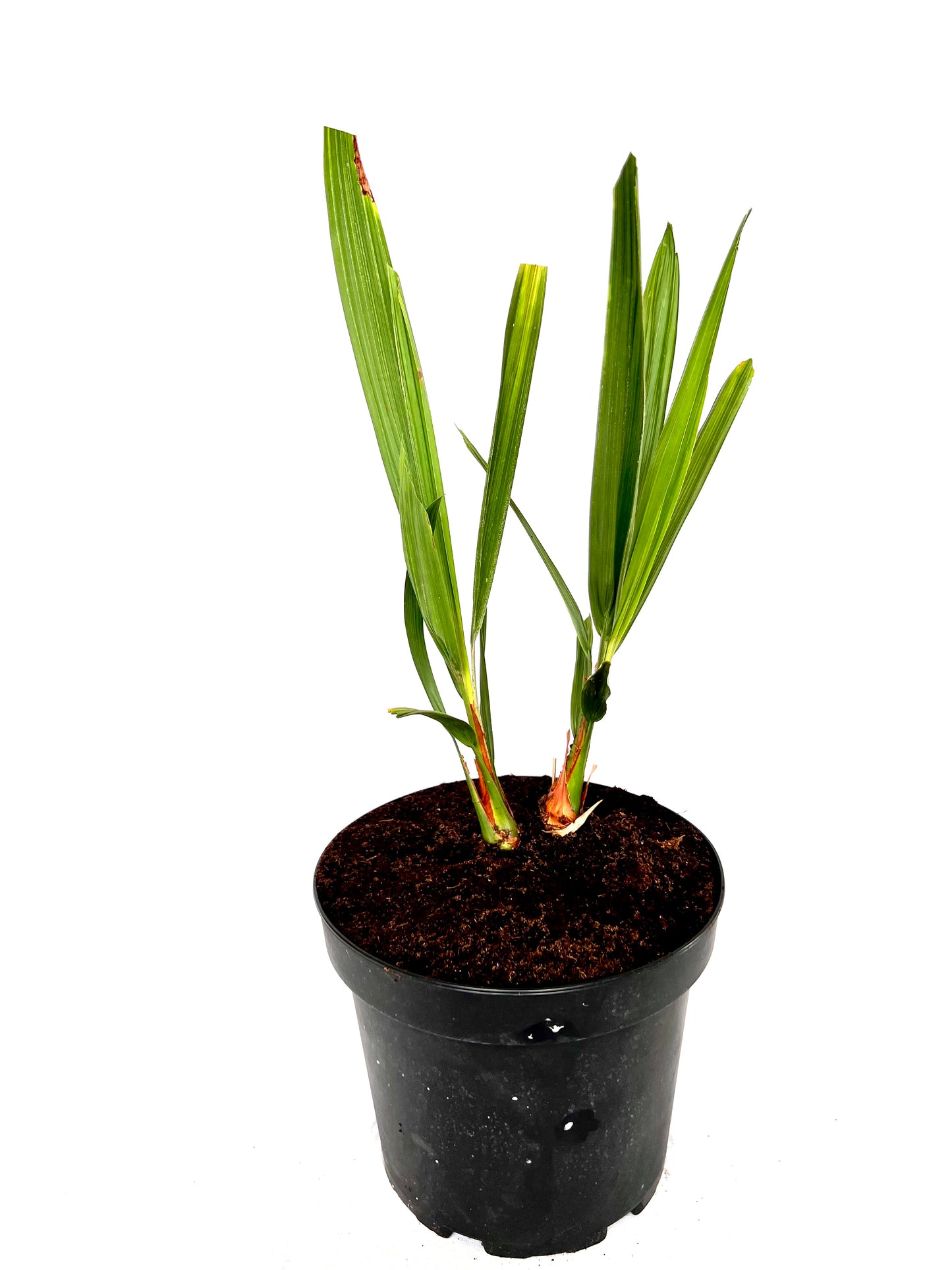 Butia Capitata 5L (dobbel)