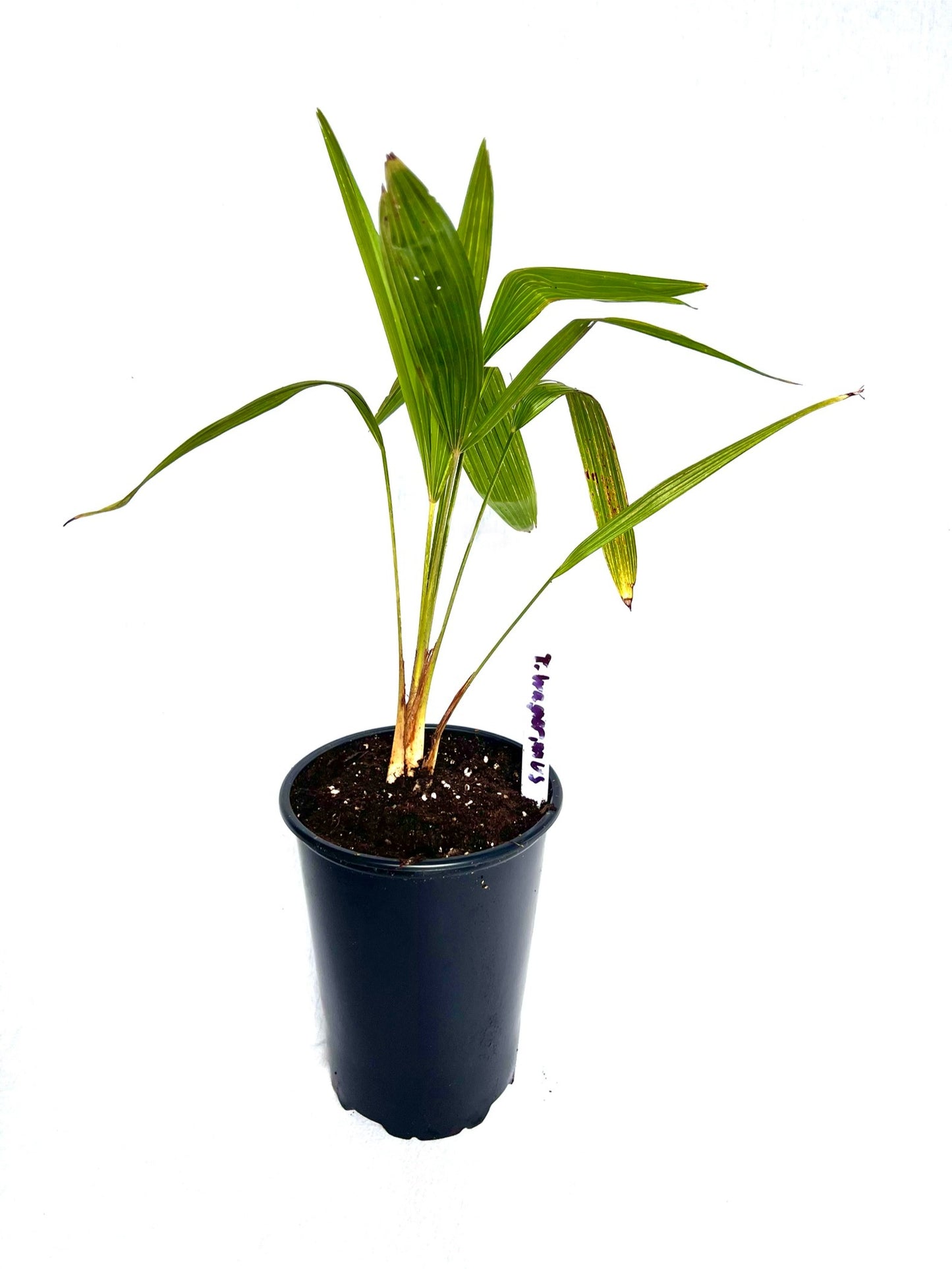 Trachycarpus Wagnerianus 3L