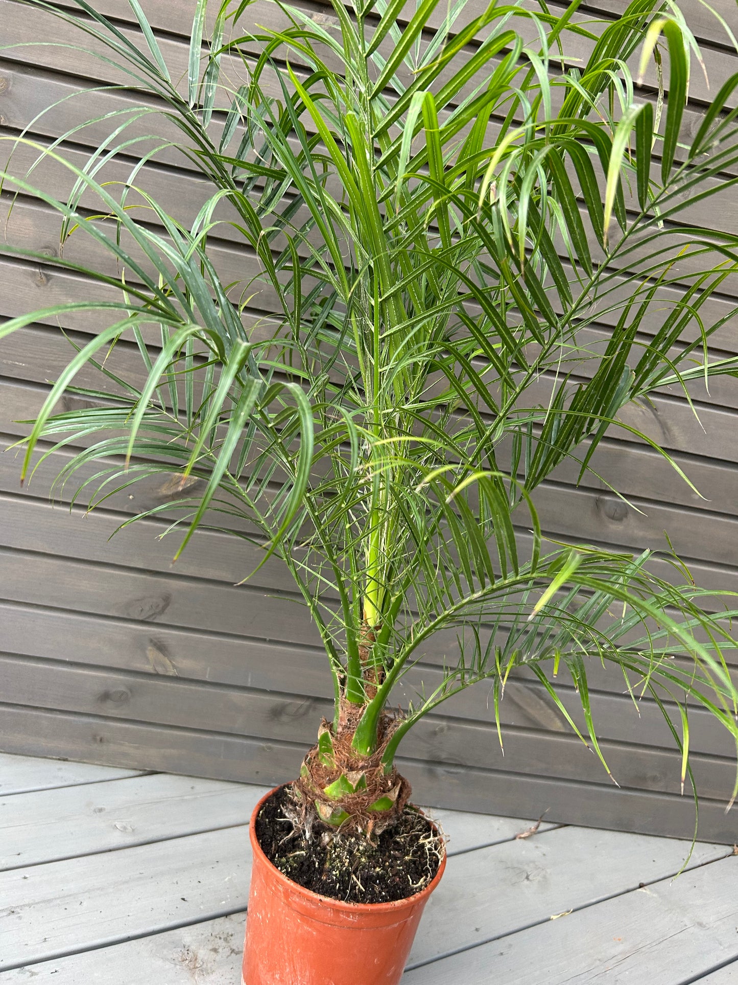 Phoenix Roebelenii