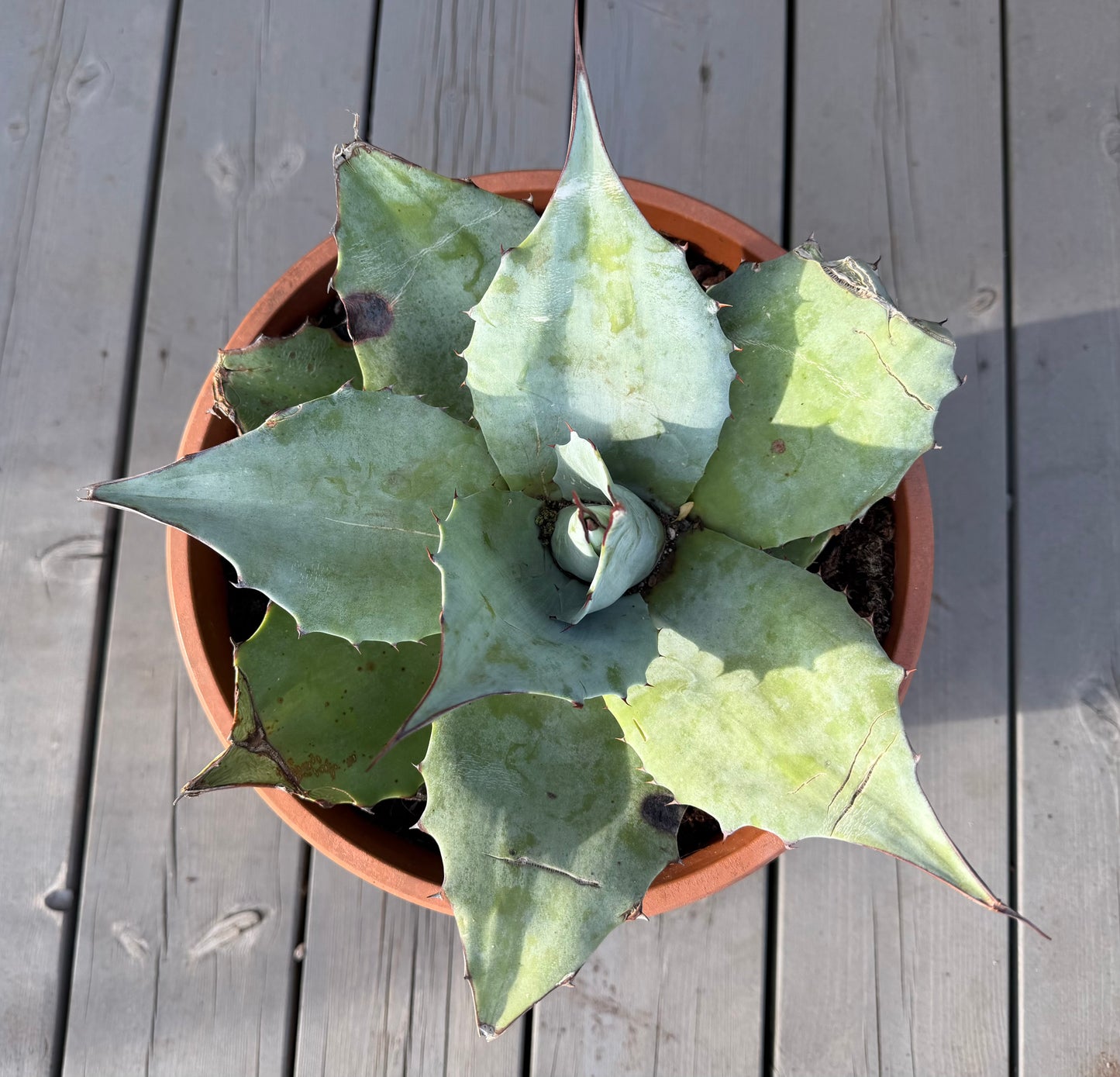 Agave Ovatifolia ‘Iced Heart’