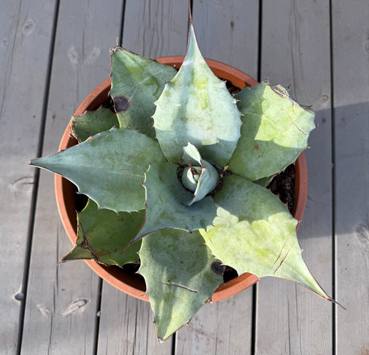 Agave Ovatifolia ‘Iced Heart’