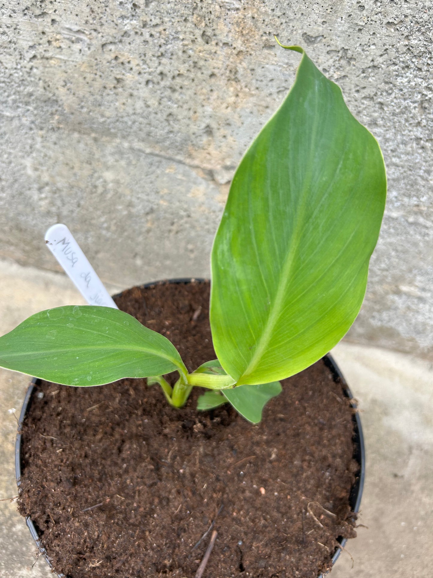 Musa da jiao