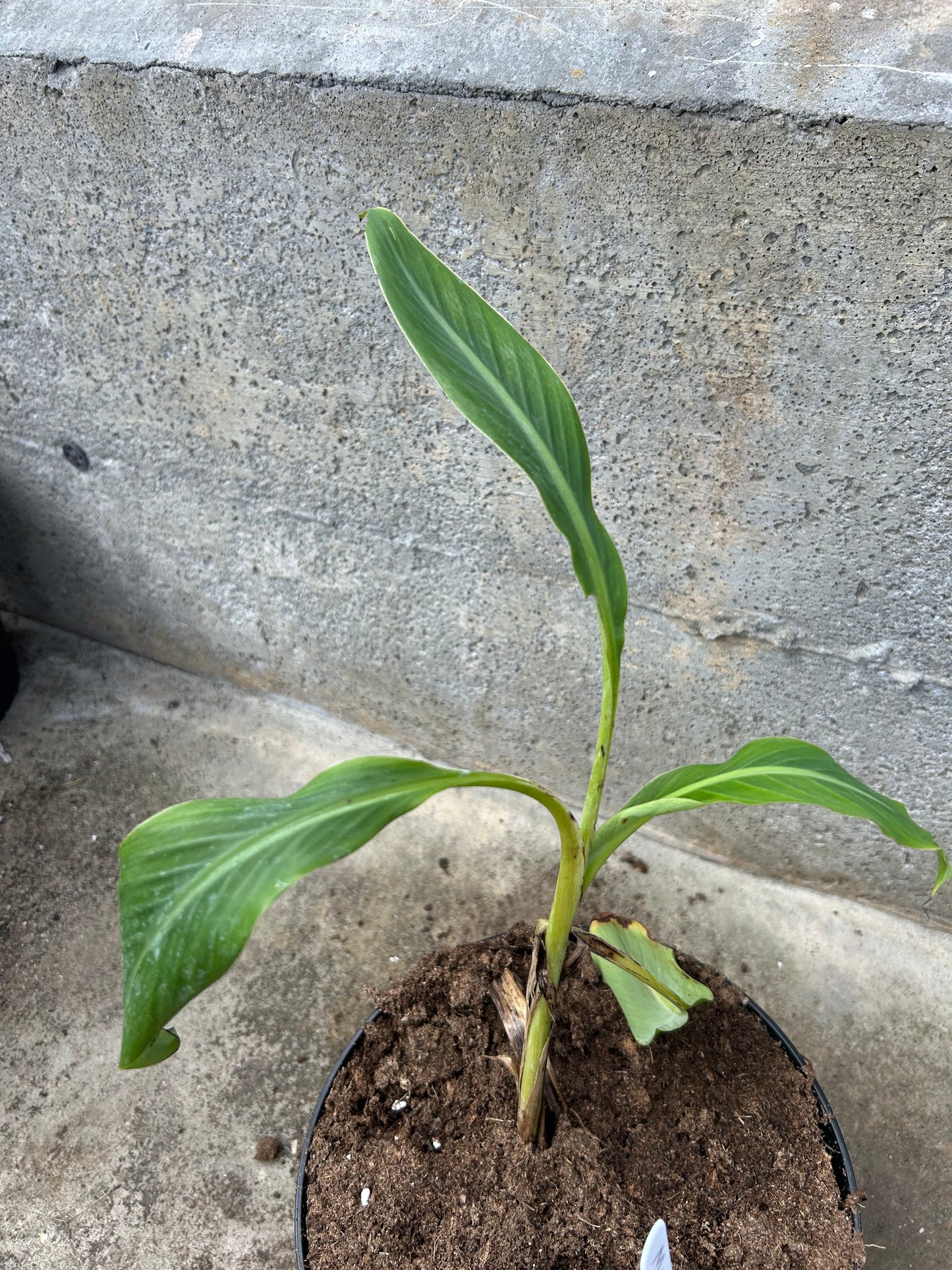 Musa microcarpa