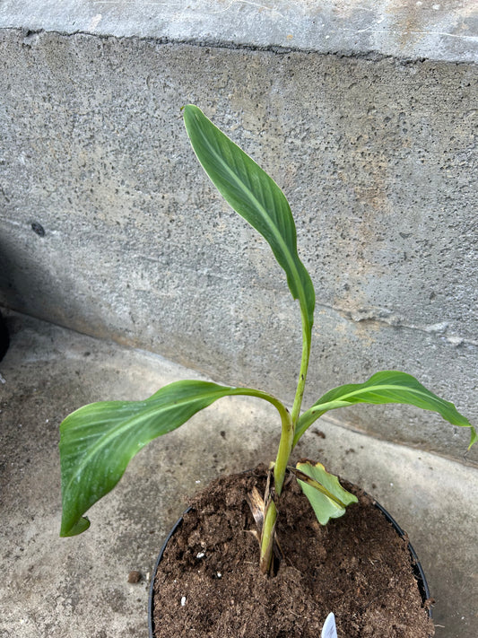 Musa microcarpa