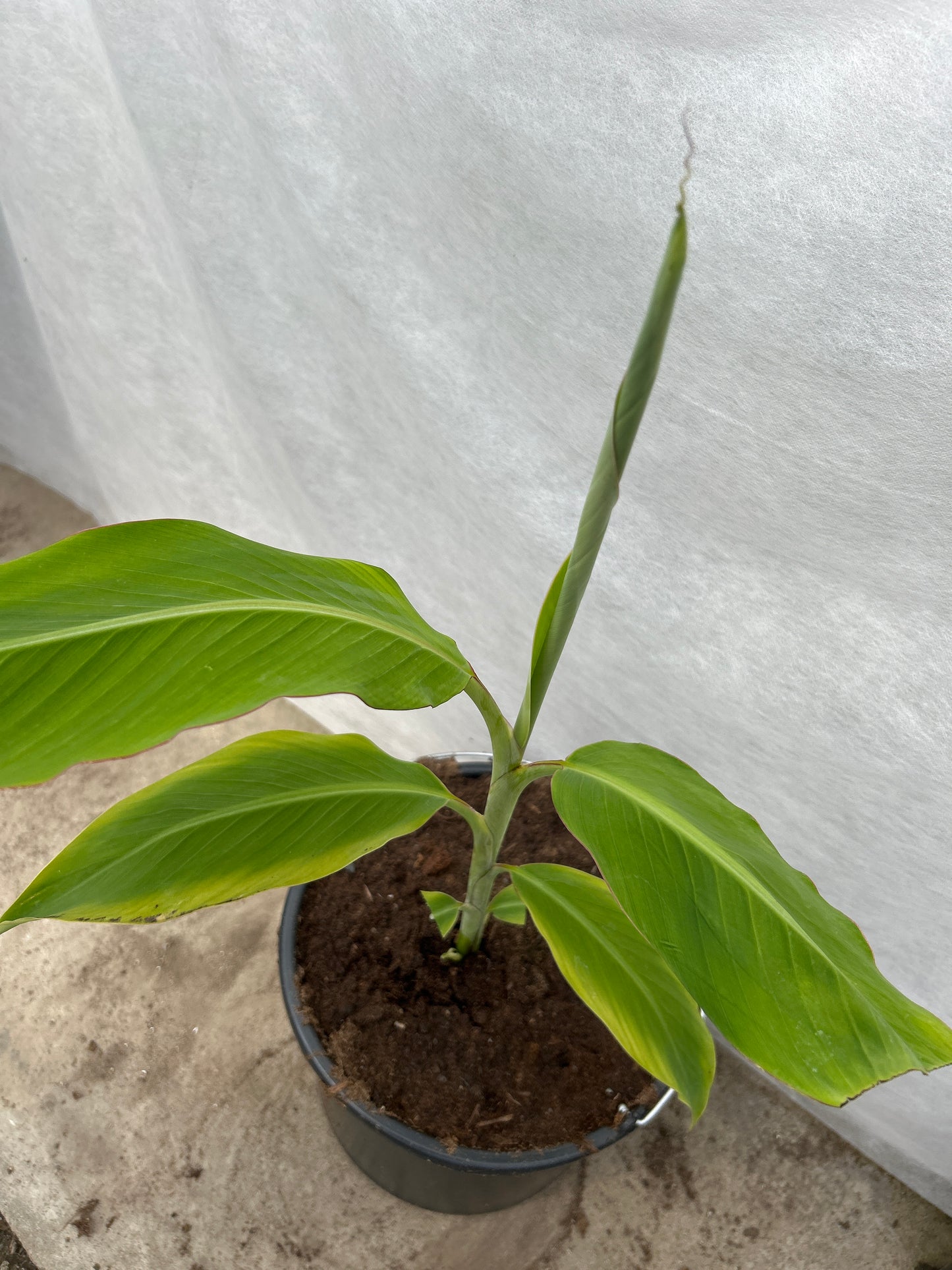 Musa Cheesmanii