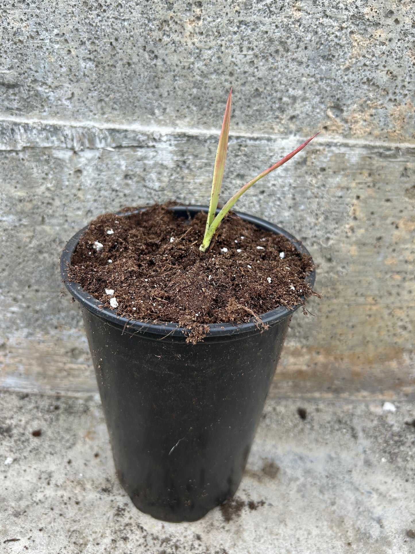 Yucca Aloifolia