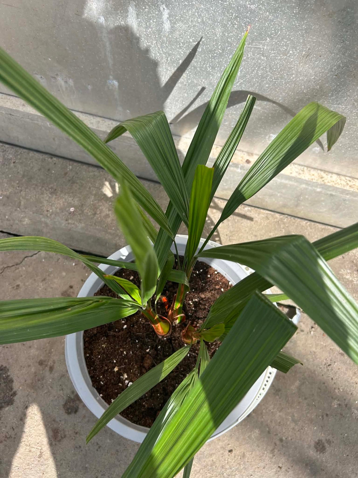 Butia Capitata