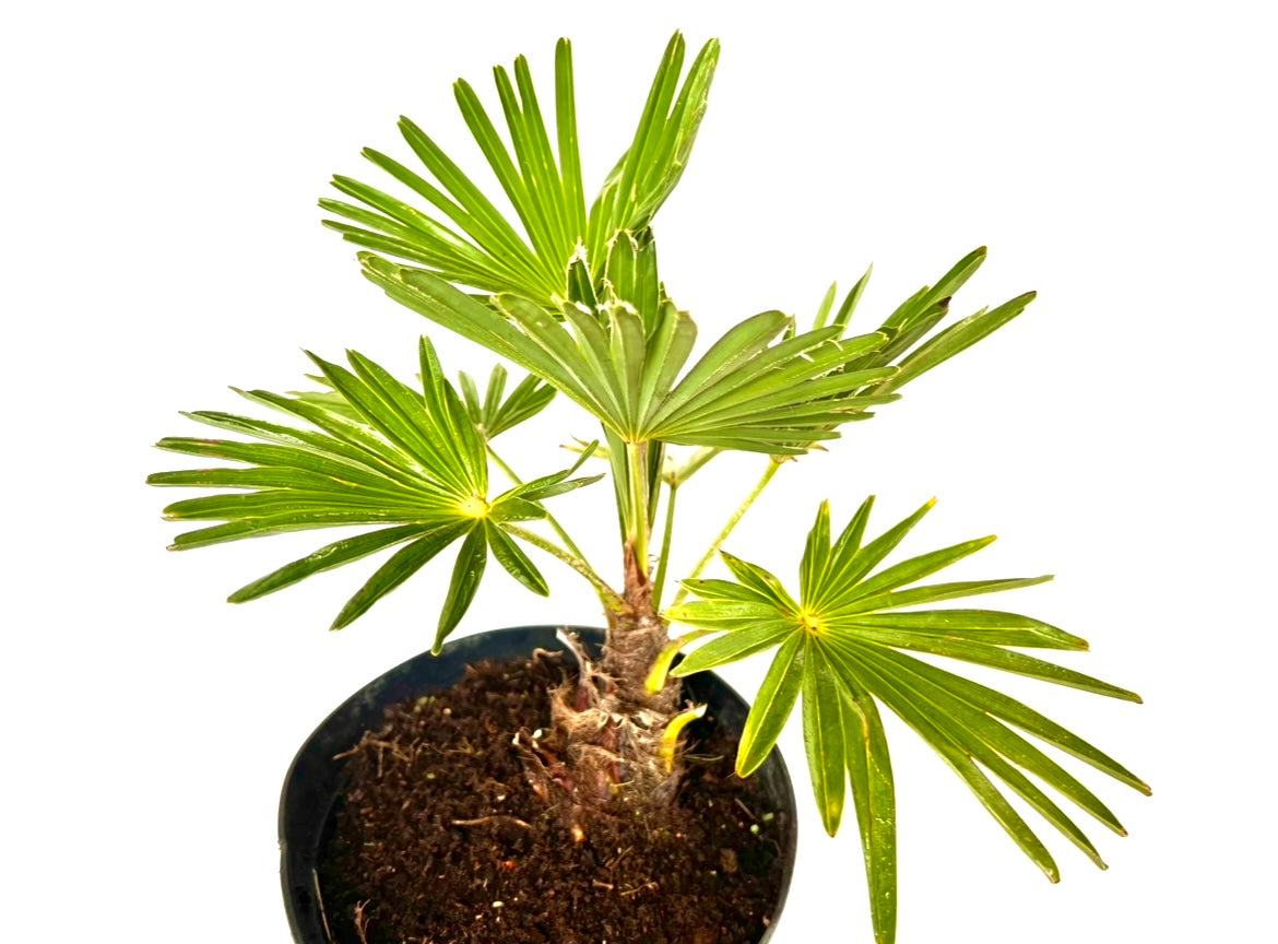 Trachycarpus Wagnerianus 5L