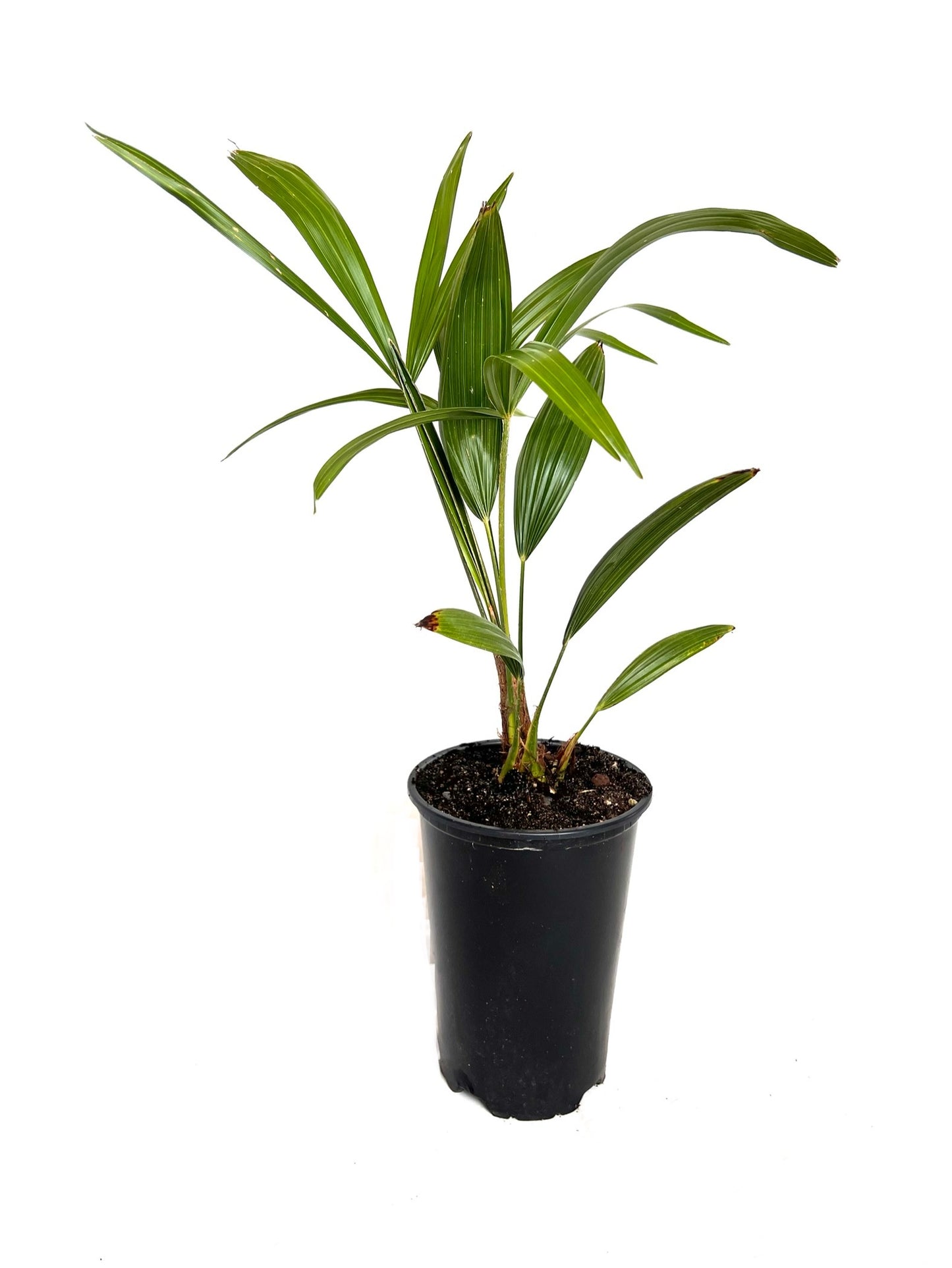 Trachycarpus Fortunei