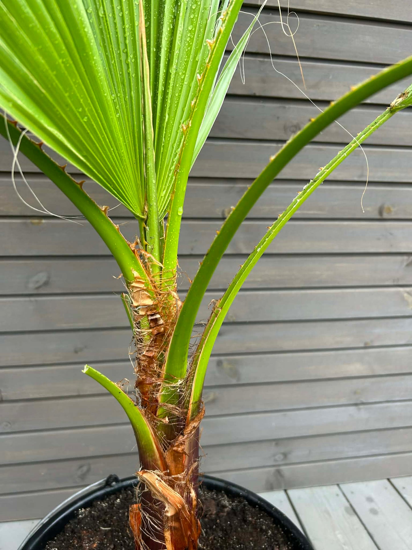 Washingtonia Robusta 20L
