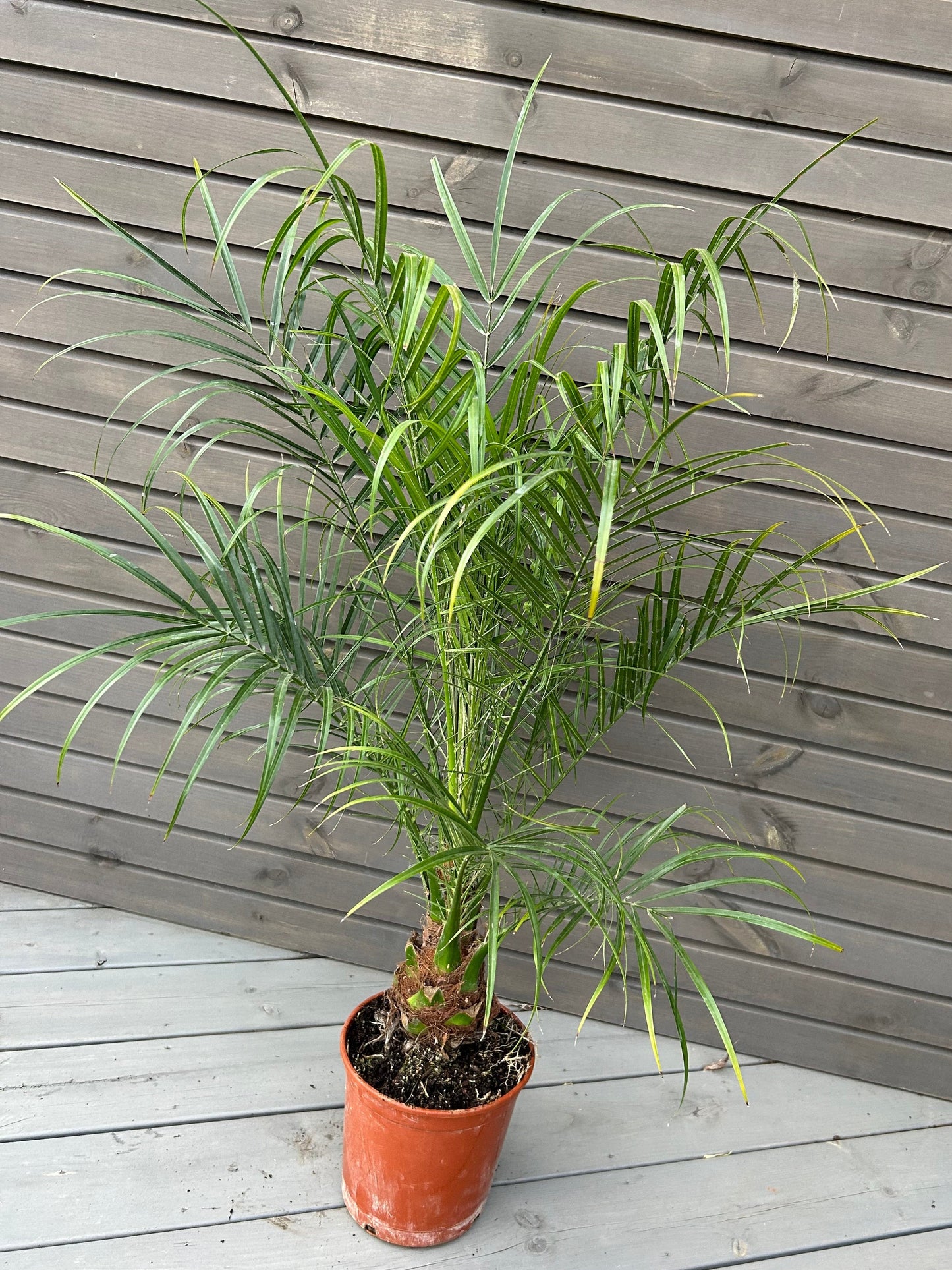 Phoenix Roebelenii