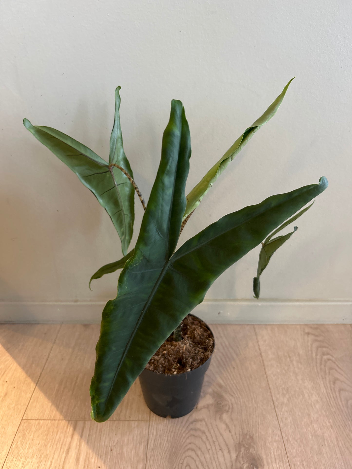 Alocasia zebrina 'Tigrina Superba'