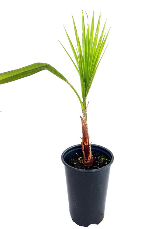 Washingtonia Robusta 2L