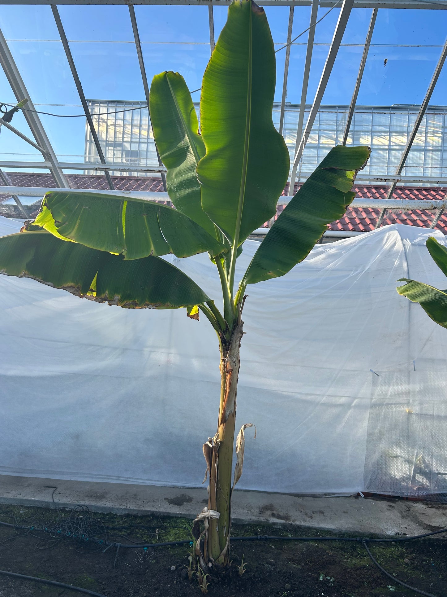 Musa acuminata Grand Nain XL