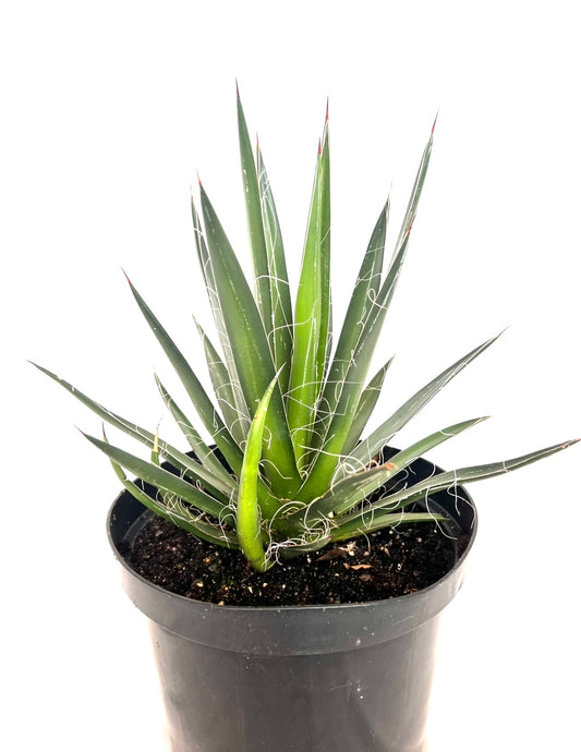 Agave Filifera