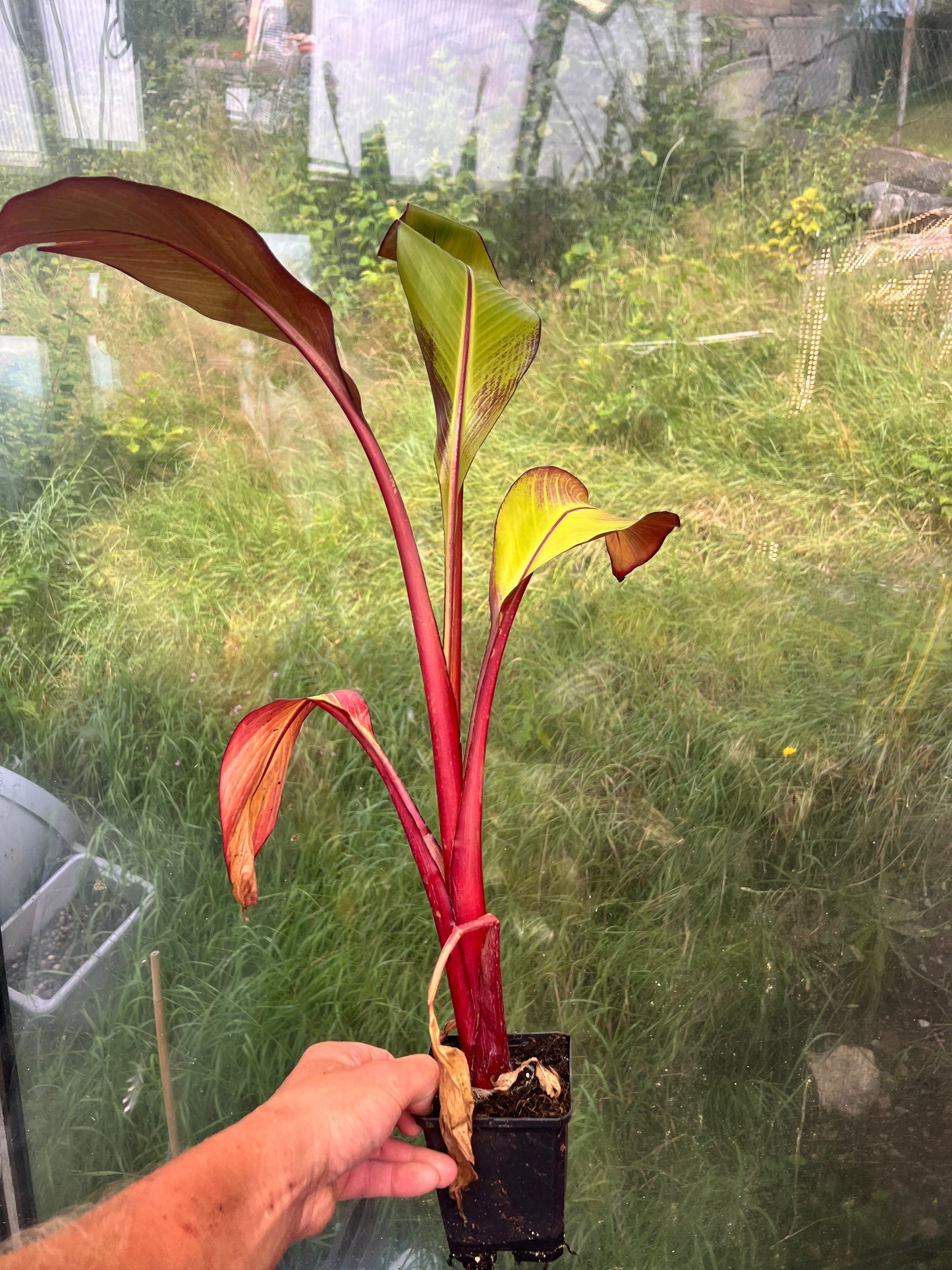 Ensete ventricosum maurelii