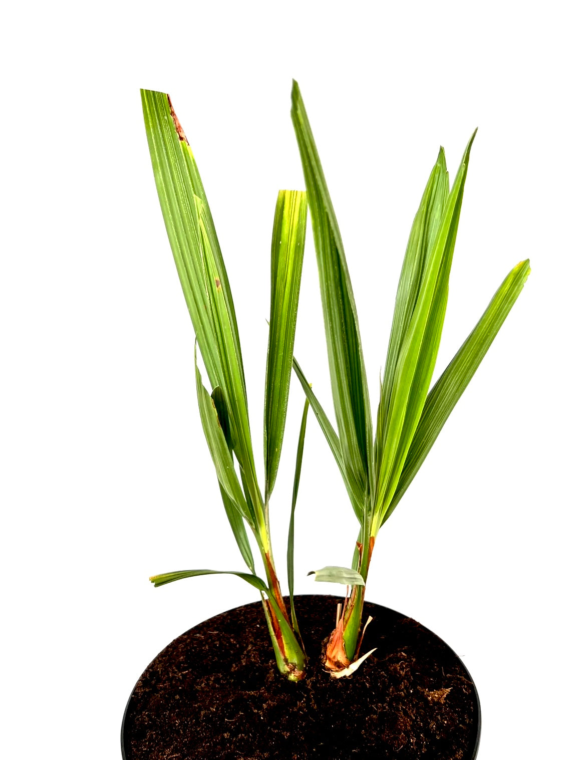 Butia Capitata 5L (dobbel)