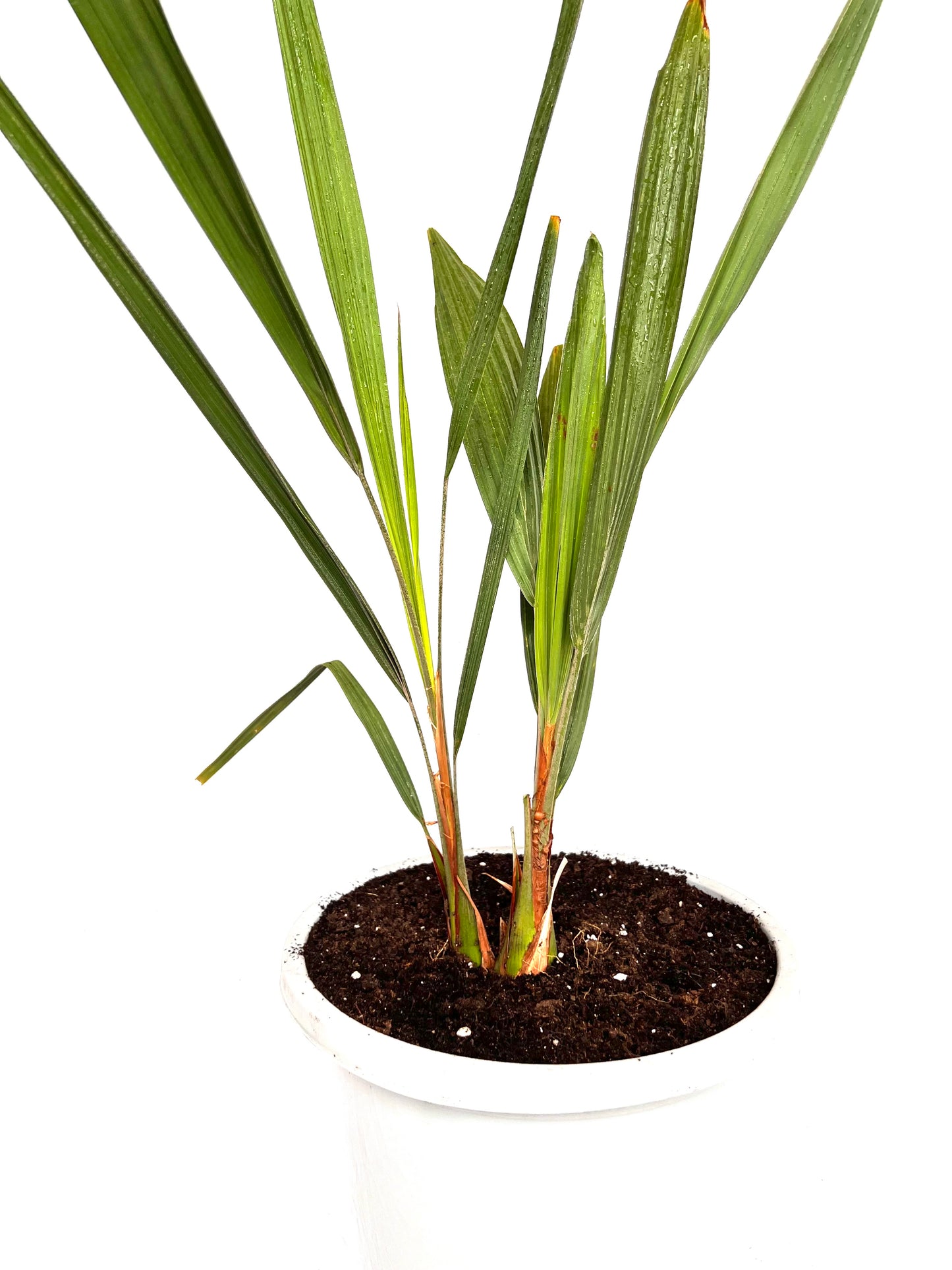 Butia Capitata 12L (Dobbel)