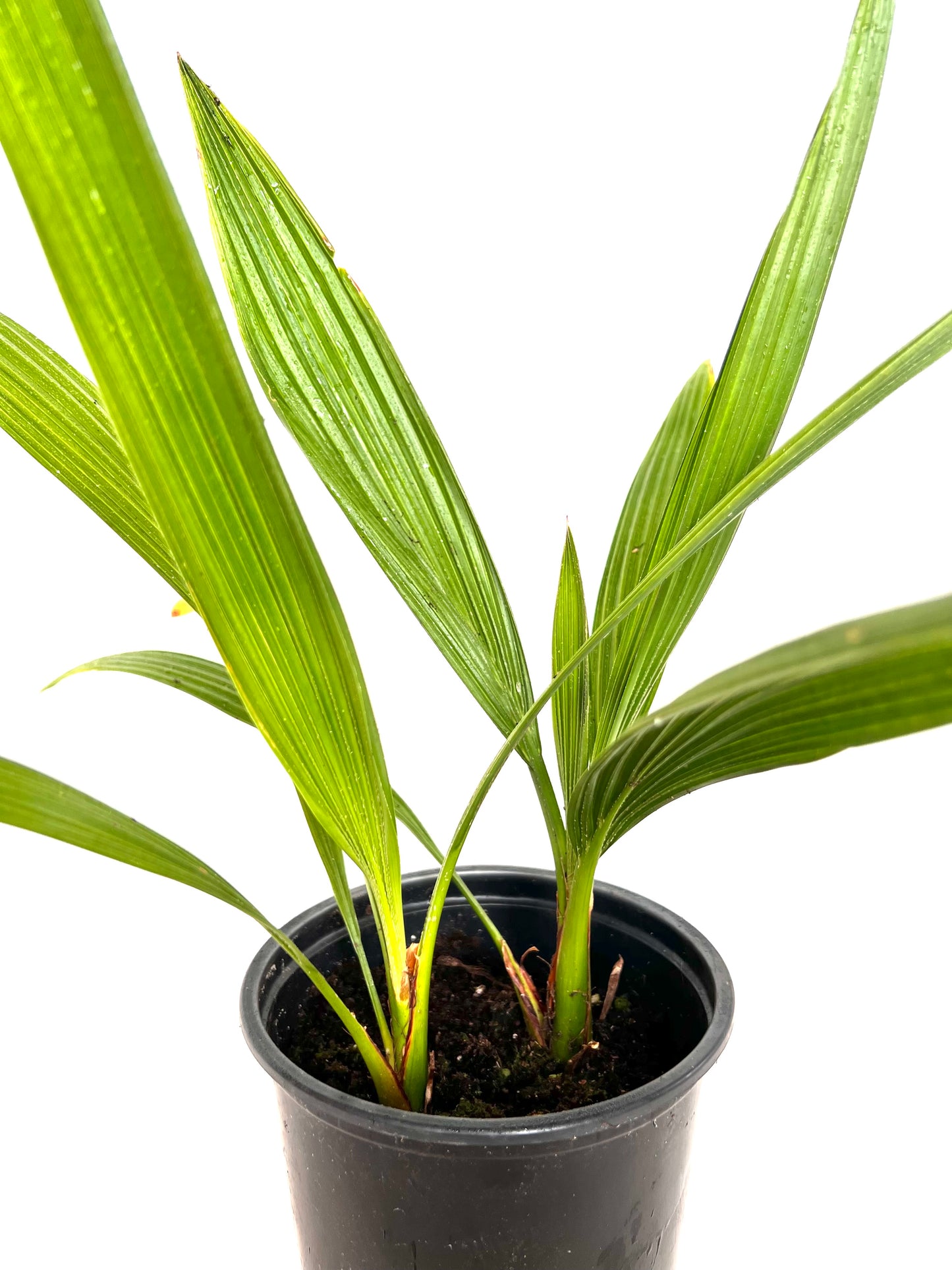 Phoenix Reclinata (Dobbel)