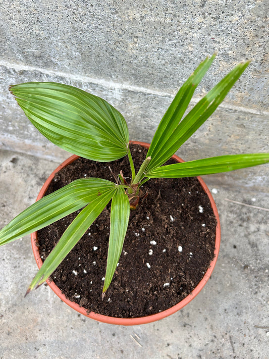 Trachycarpus Latisectus