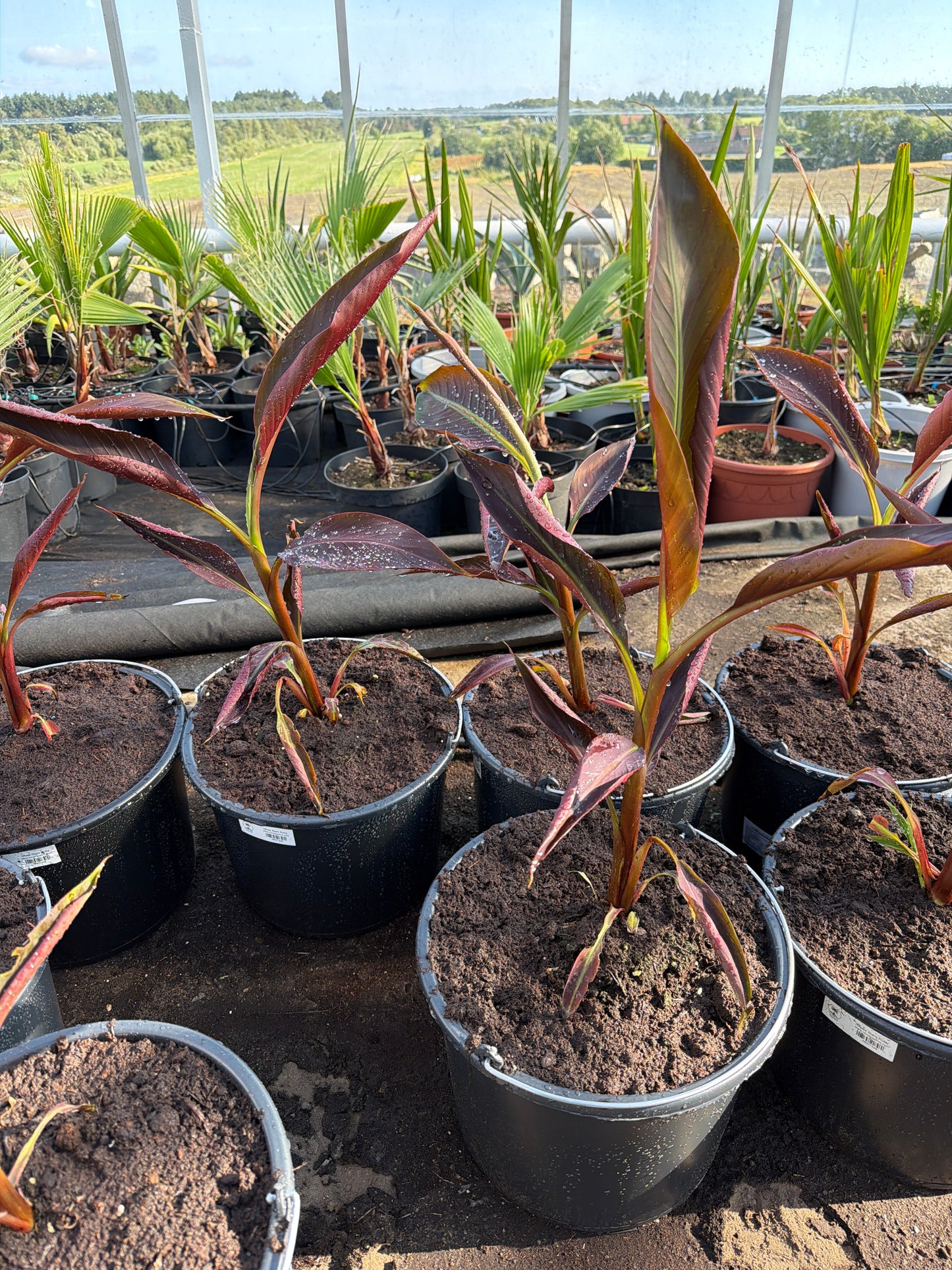 Musa Siam Ruby
