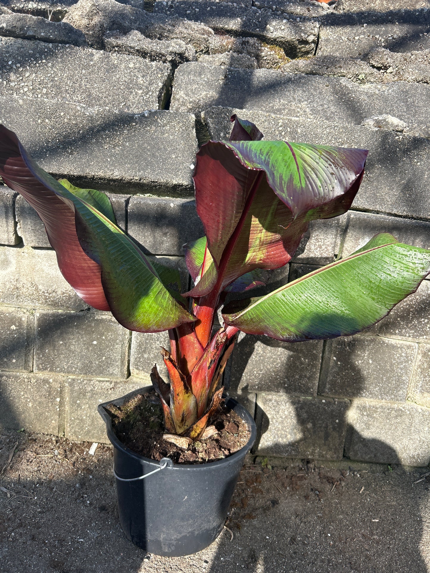 Ensete ventricosum maurelii