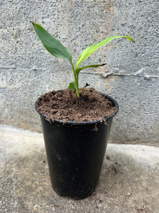 Musa ornata pink
