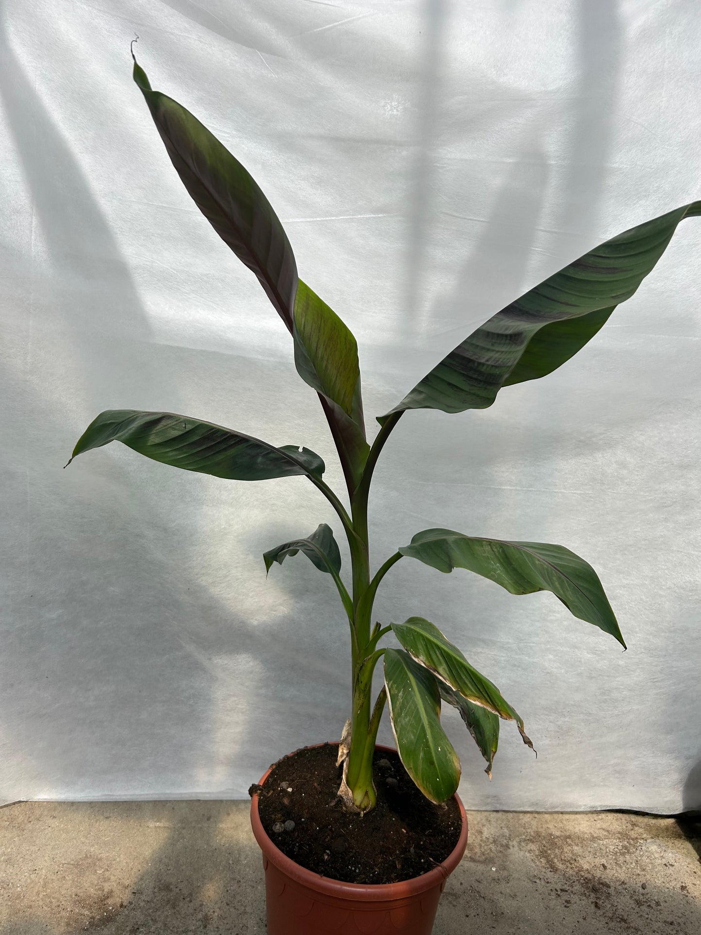 Musa Sikkimensis Red Tiger